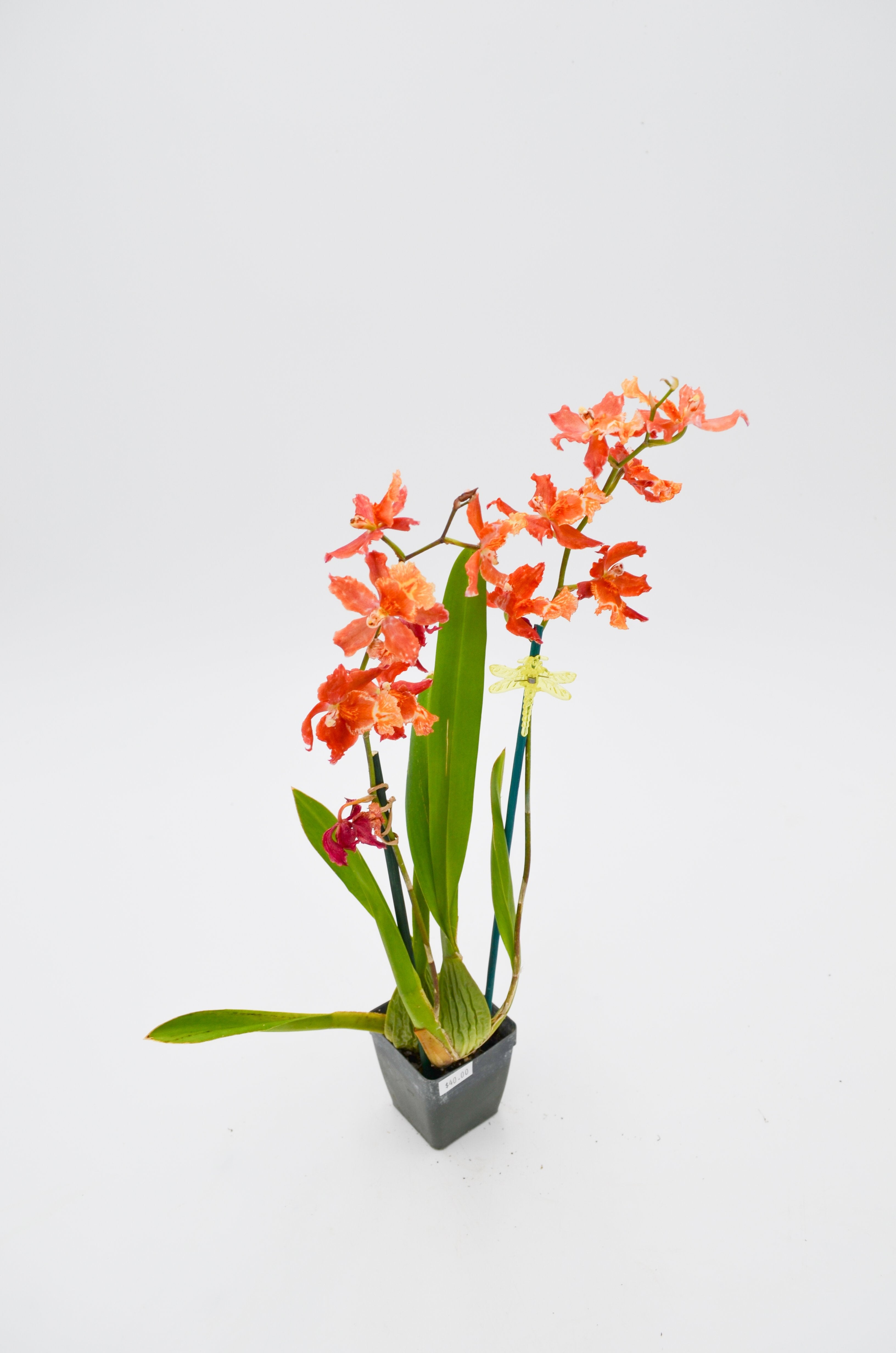 Orchid