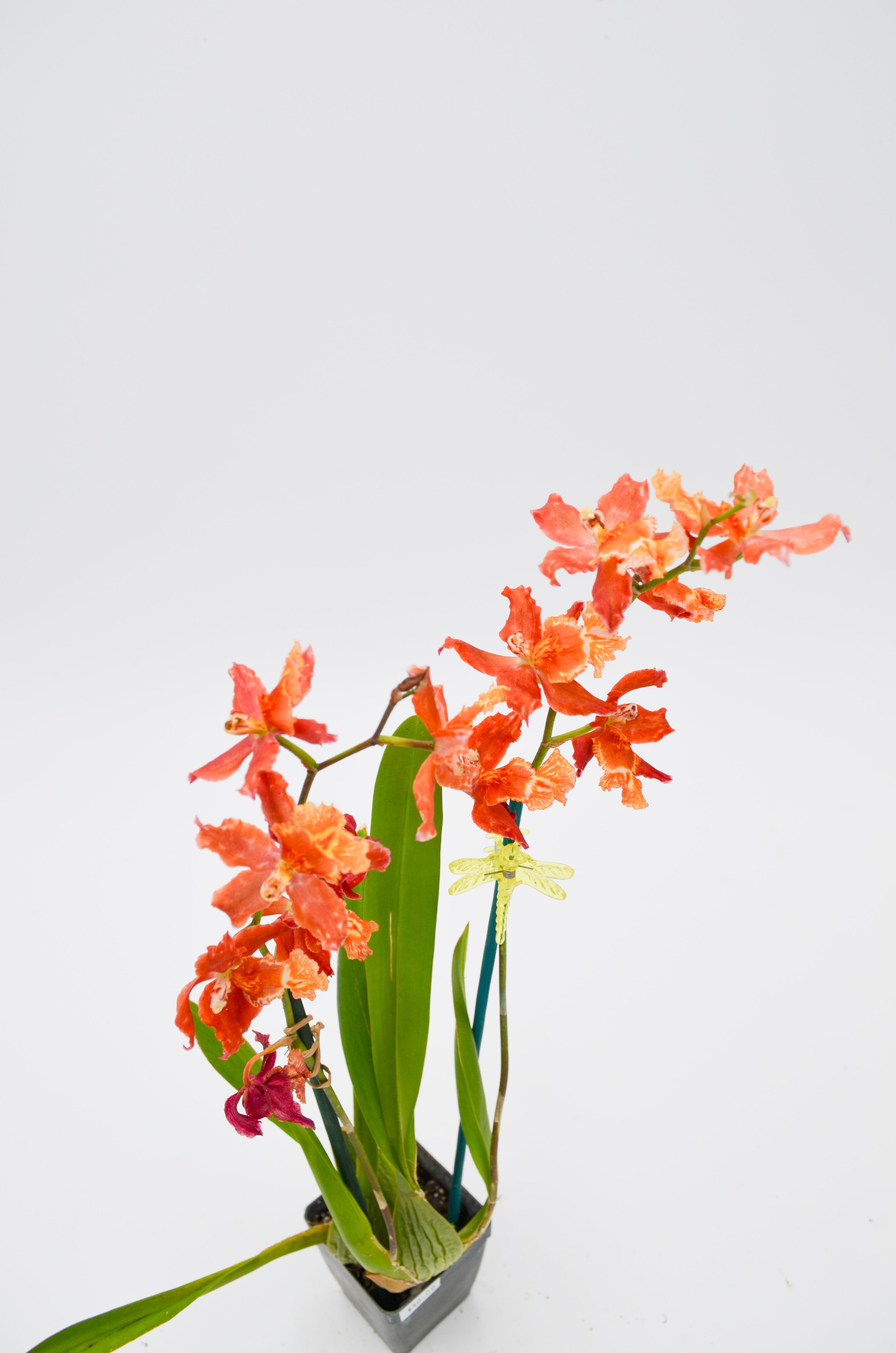 Orchid
