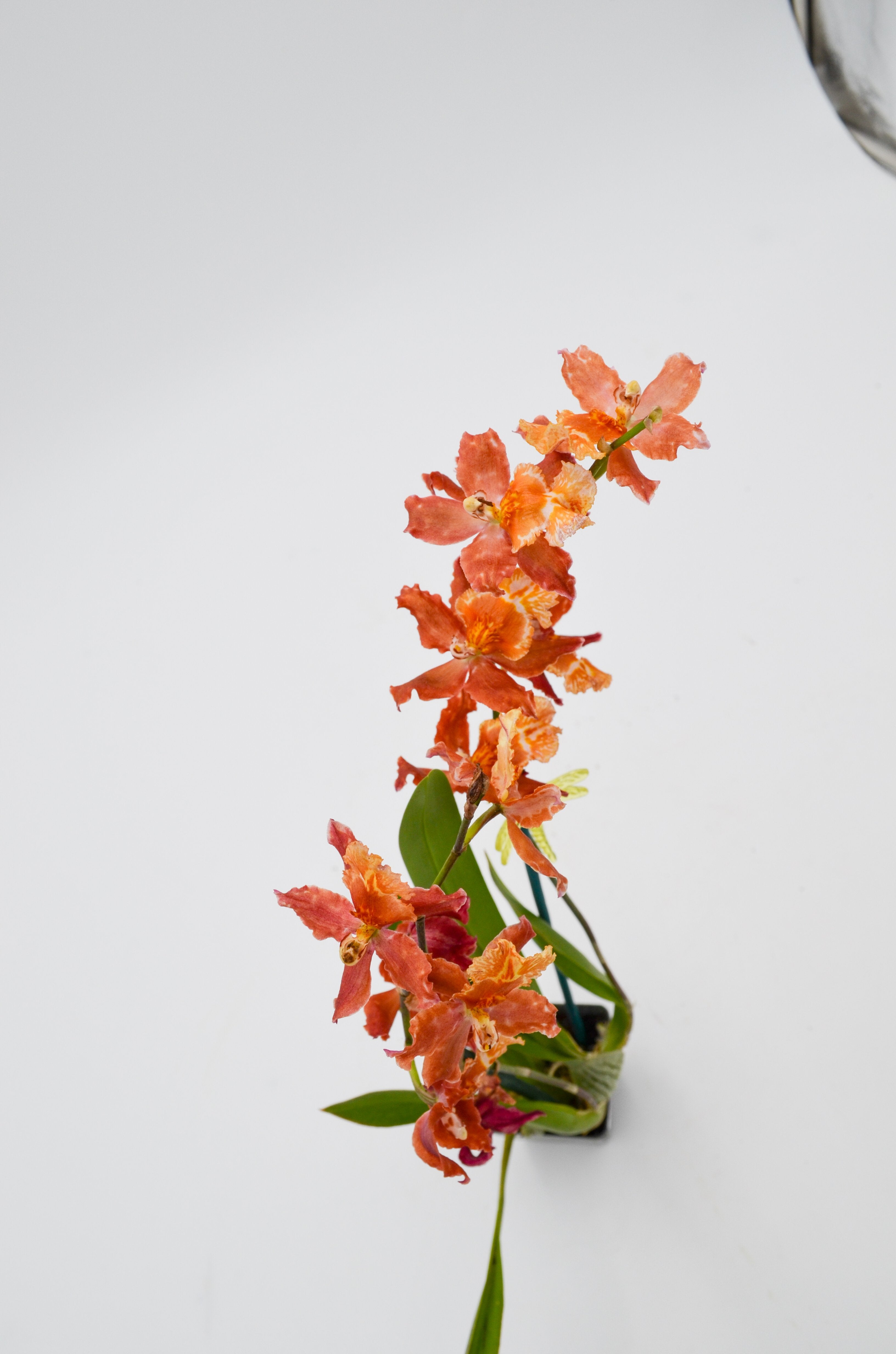 Orchid