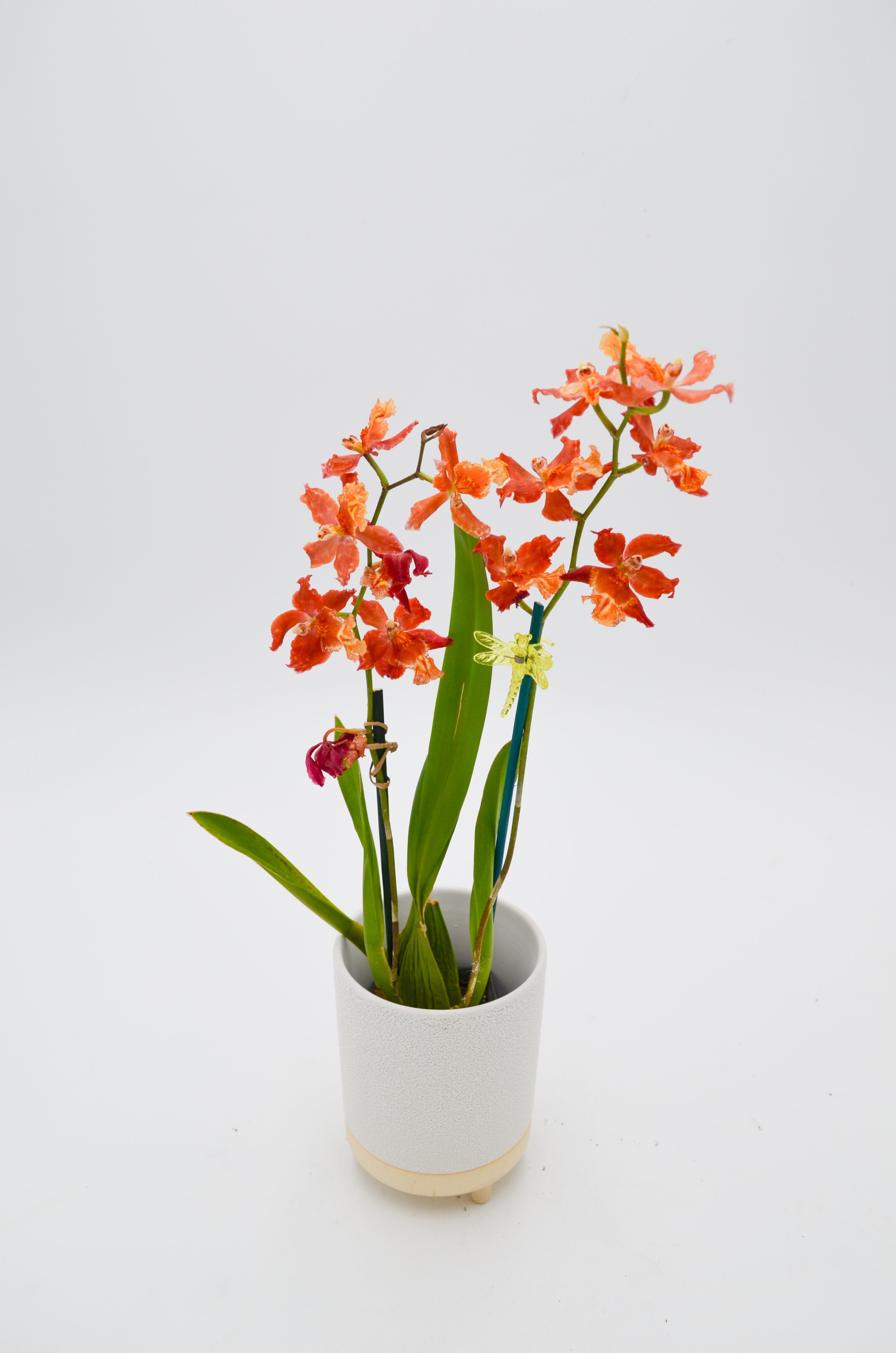 Orchid