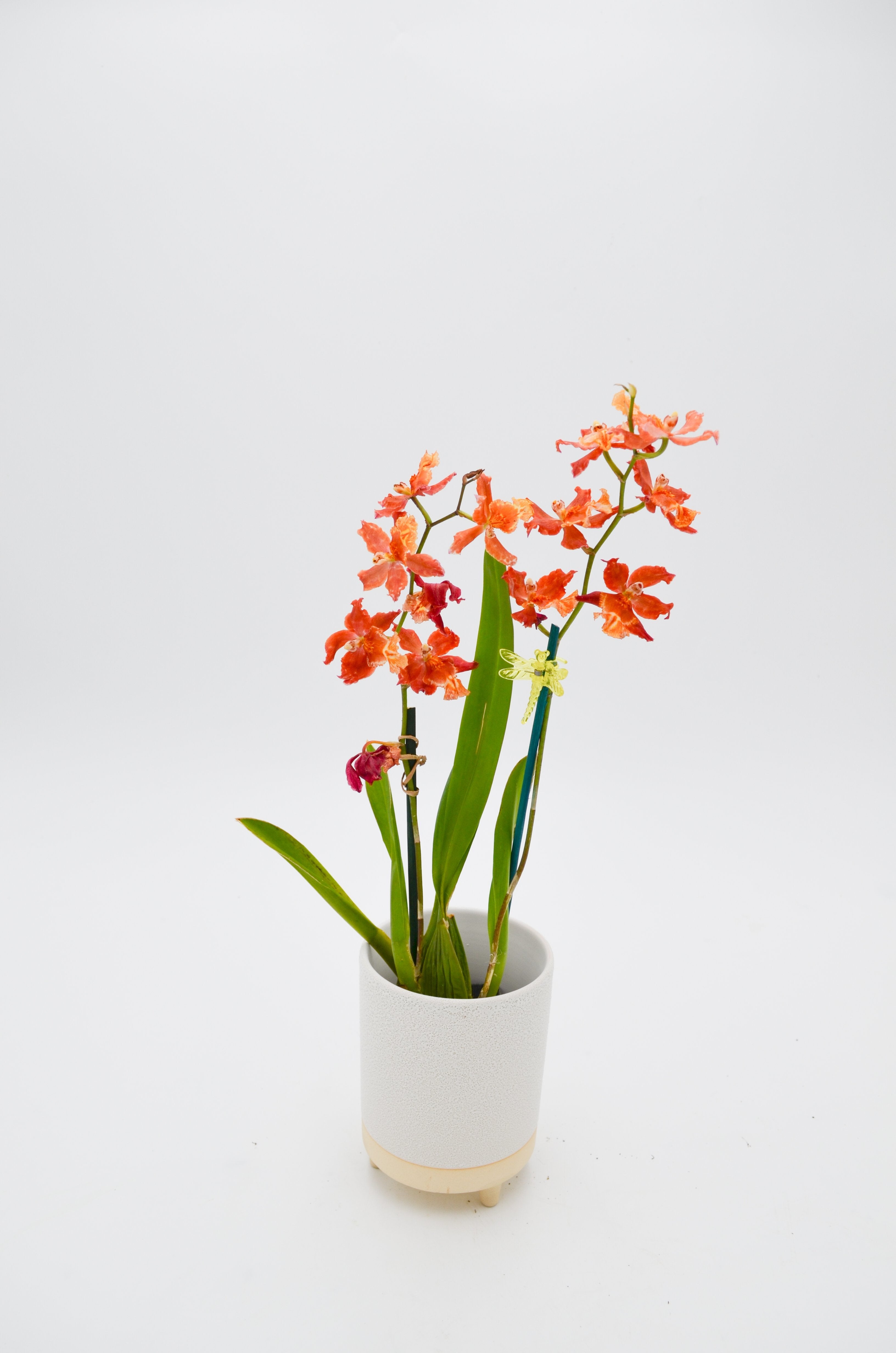 Orchid