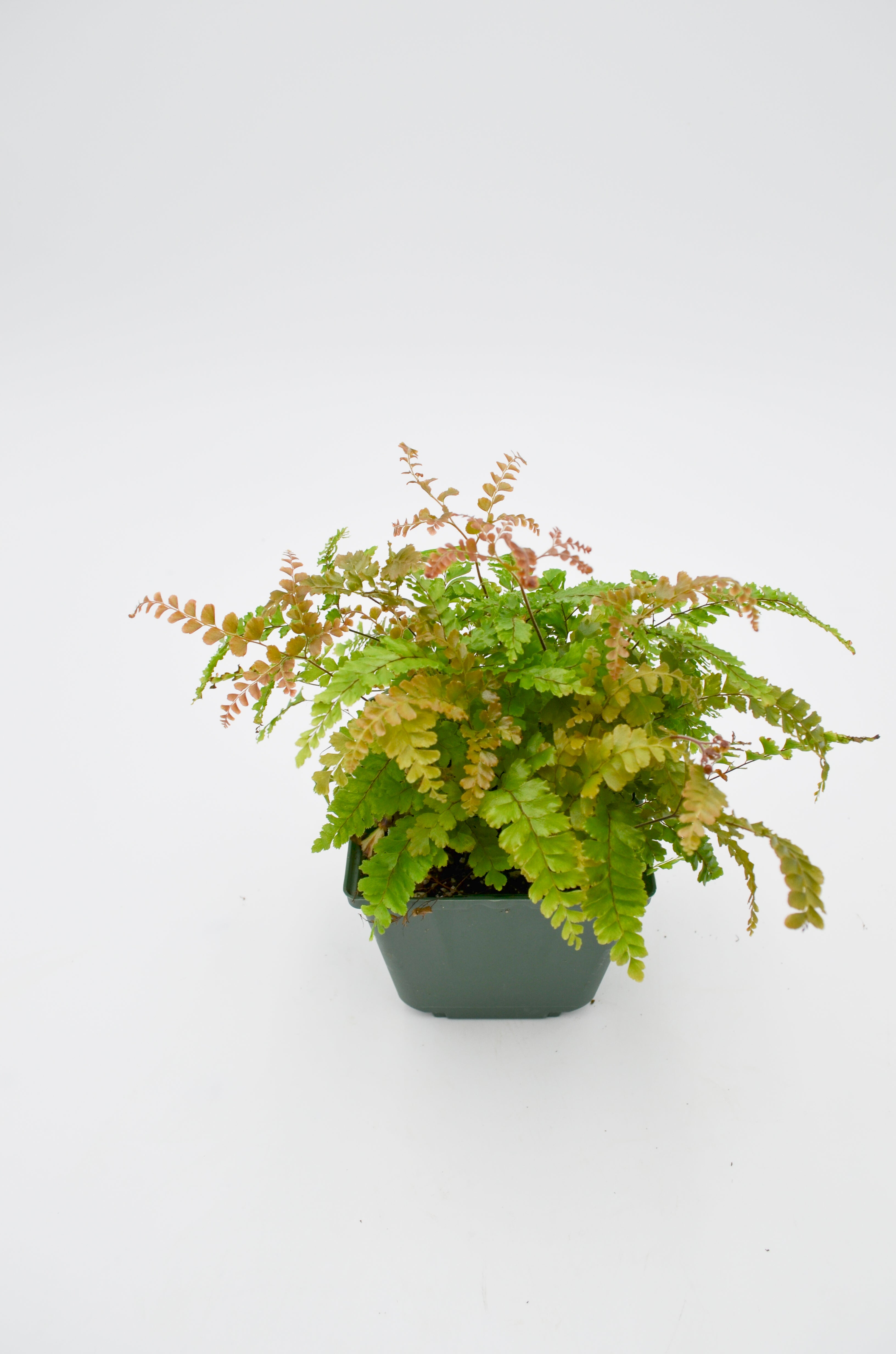 Rabbit Foot Fern (Davallia Fejeensis)
