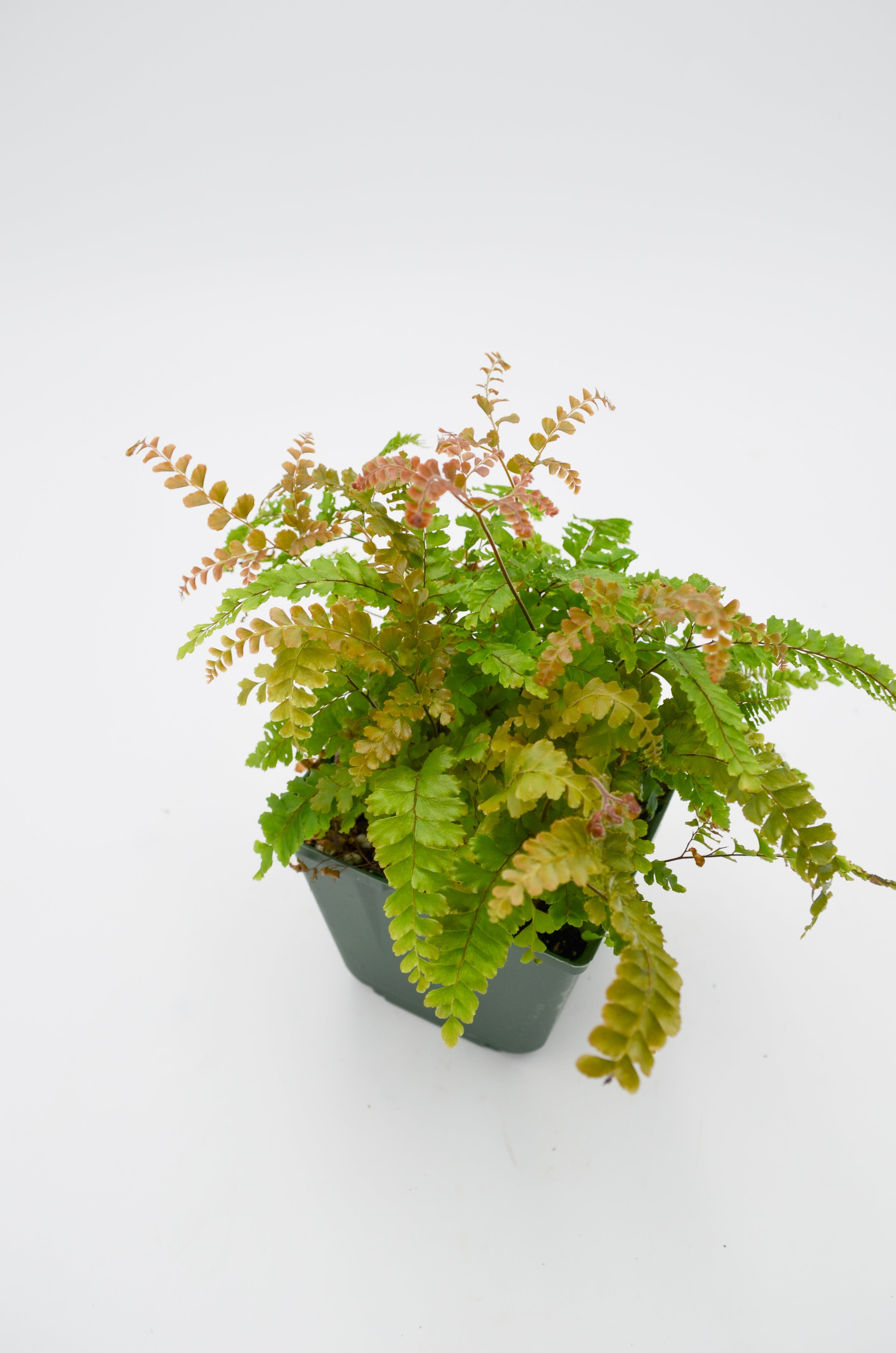 Rabbit Foot Fern (Davallia Fejeensis)