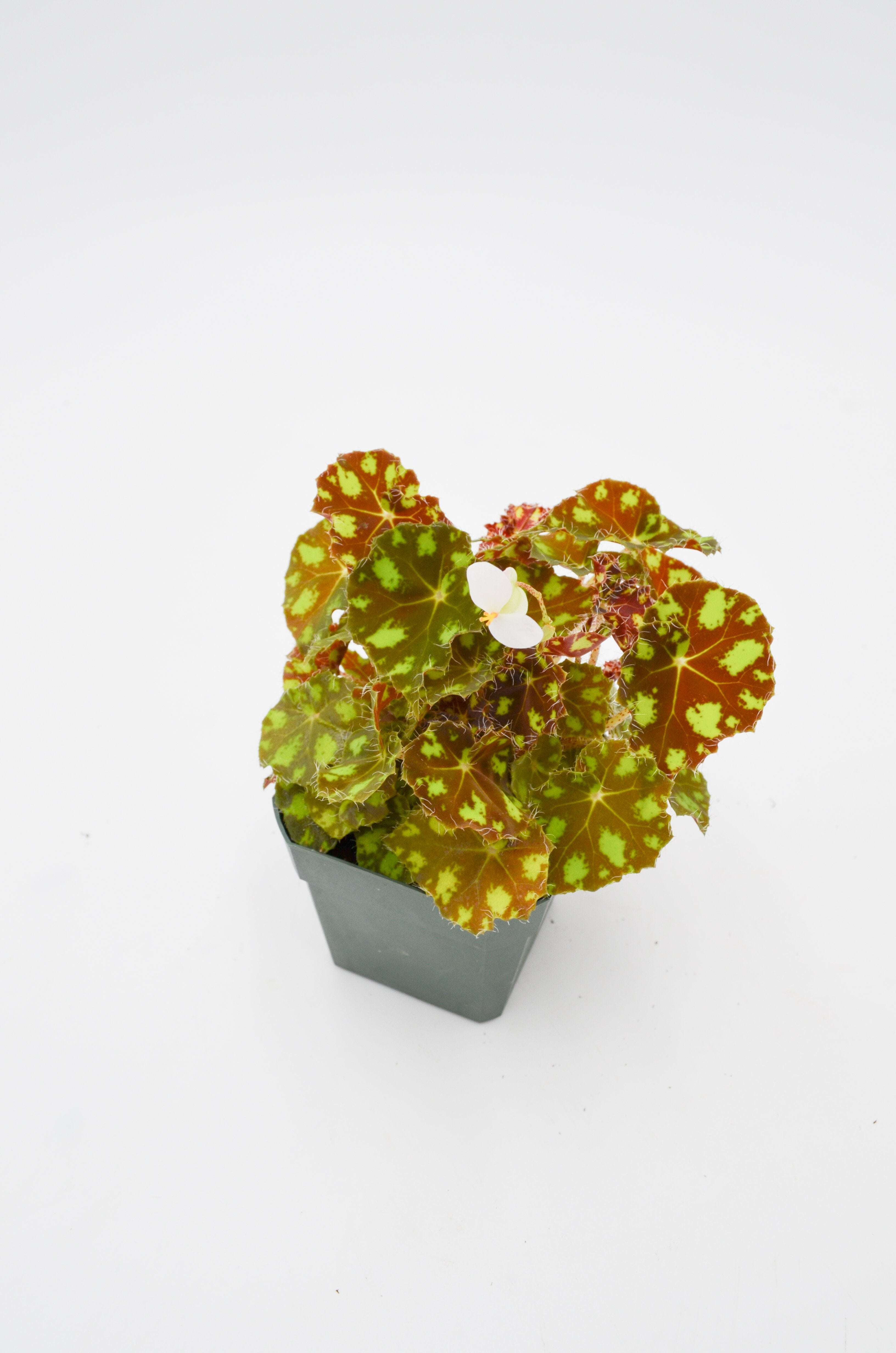 Tiger Kitten Begonia (Bowerae)