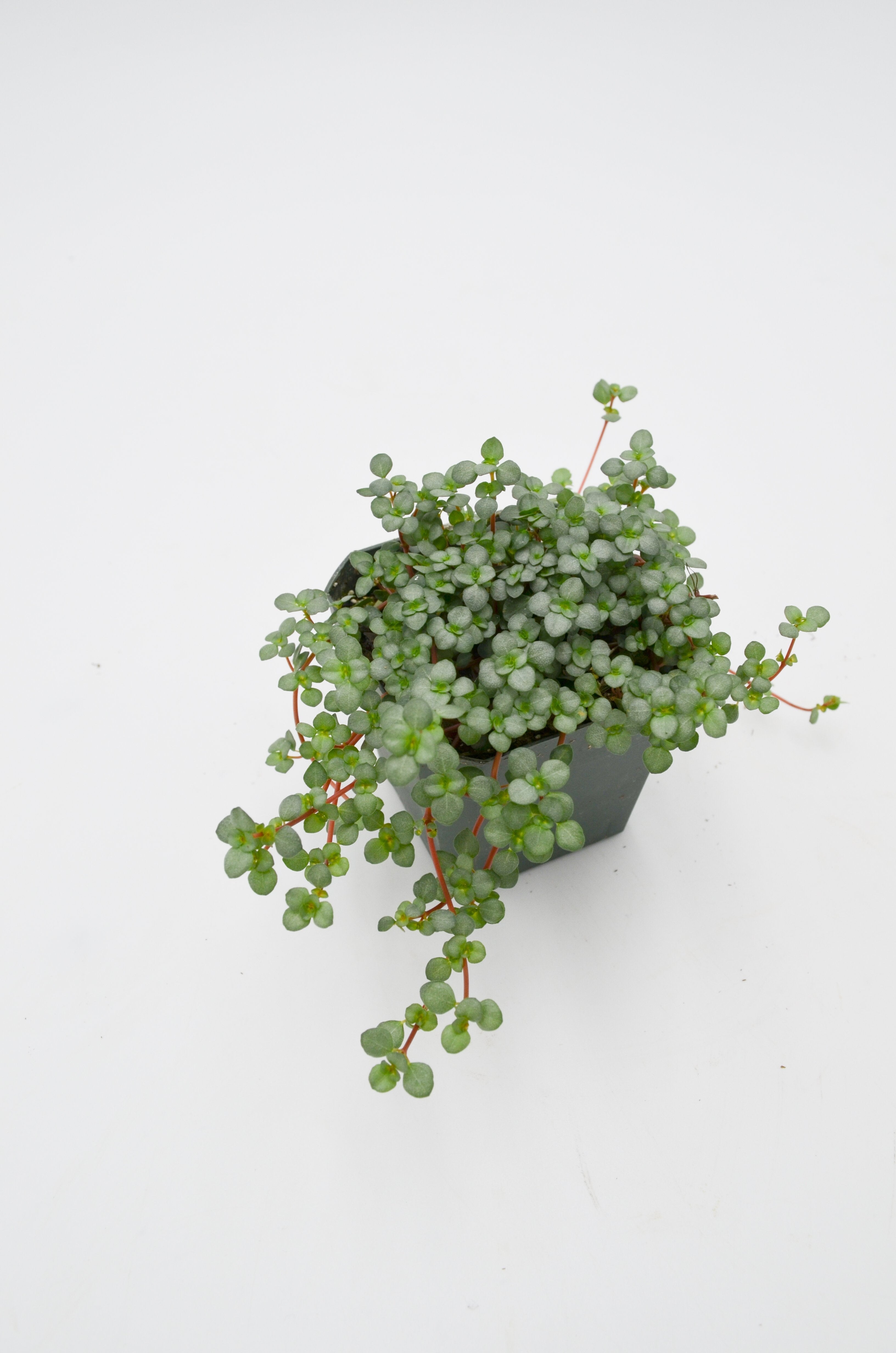 Mother-of-Thousands (Soleirolia soleirolii)