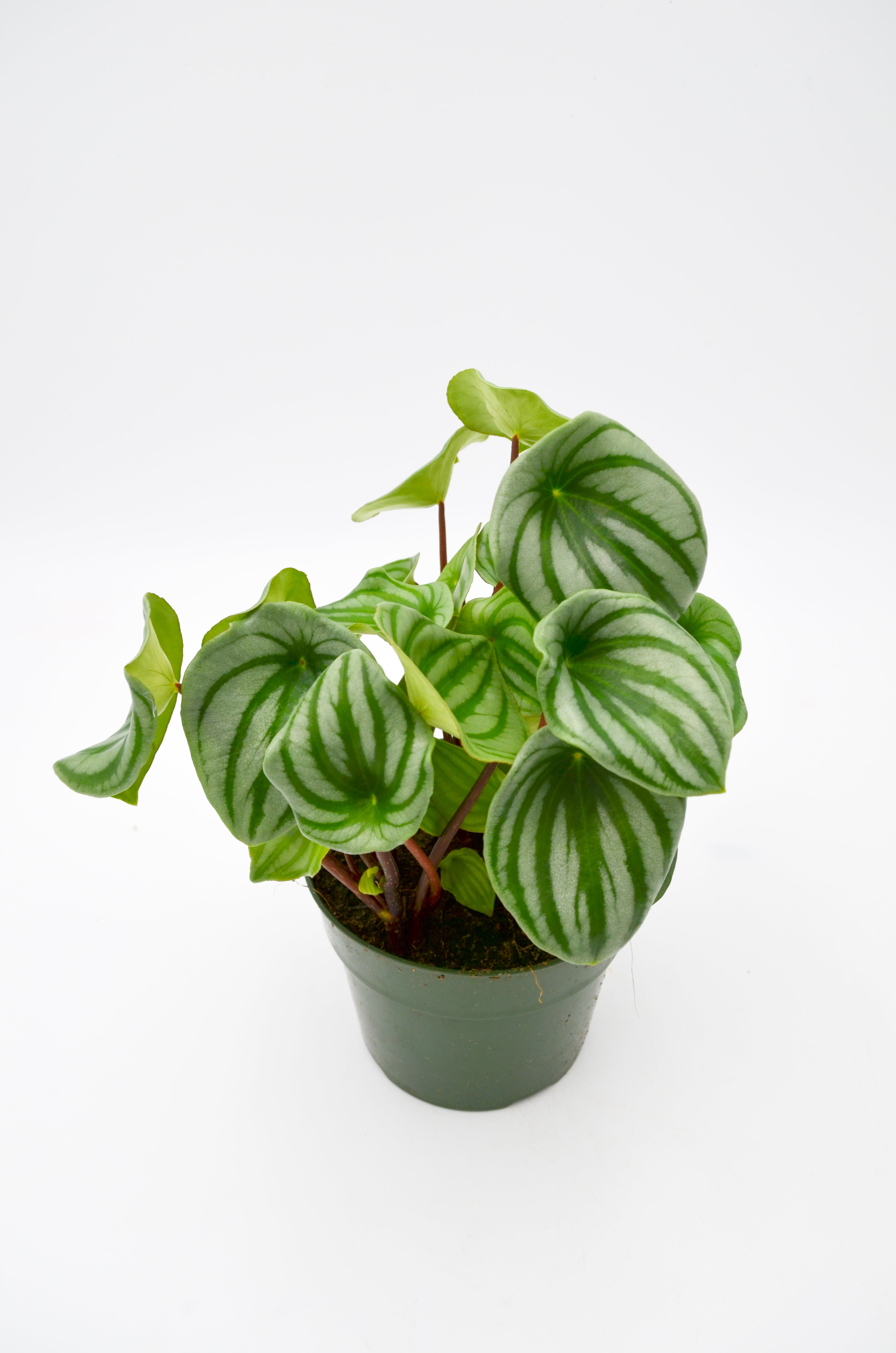 Watermelon Peperomia (Peperomia argyreia)