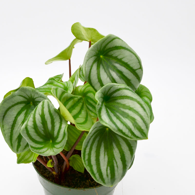 Watermelon Peperomia (Peperomia argyreia)