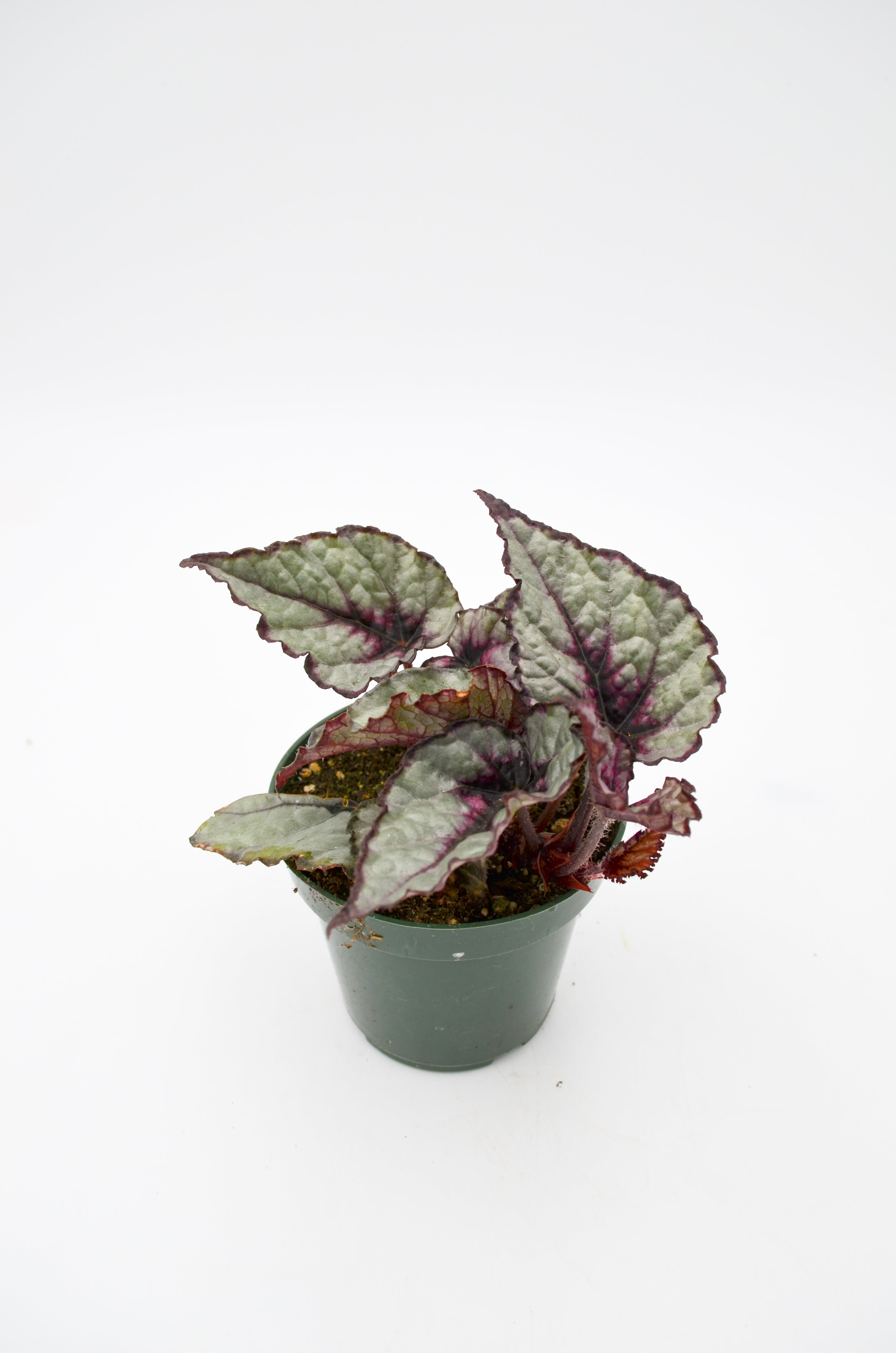 Rex Begonia Hybrid "Fireworks"