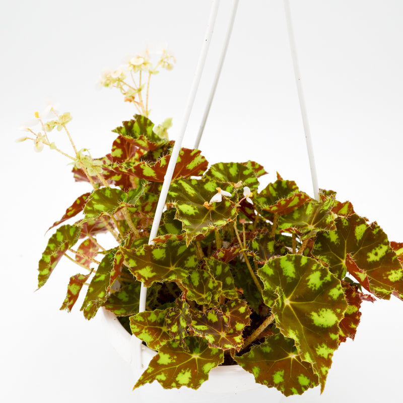 Tiger Kitten Begonia (Bowerae)