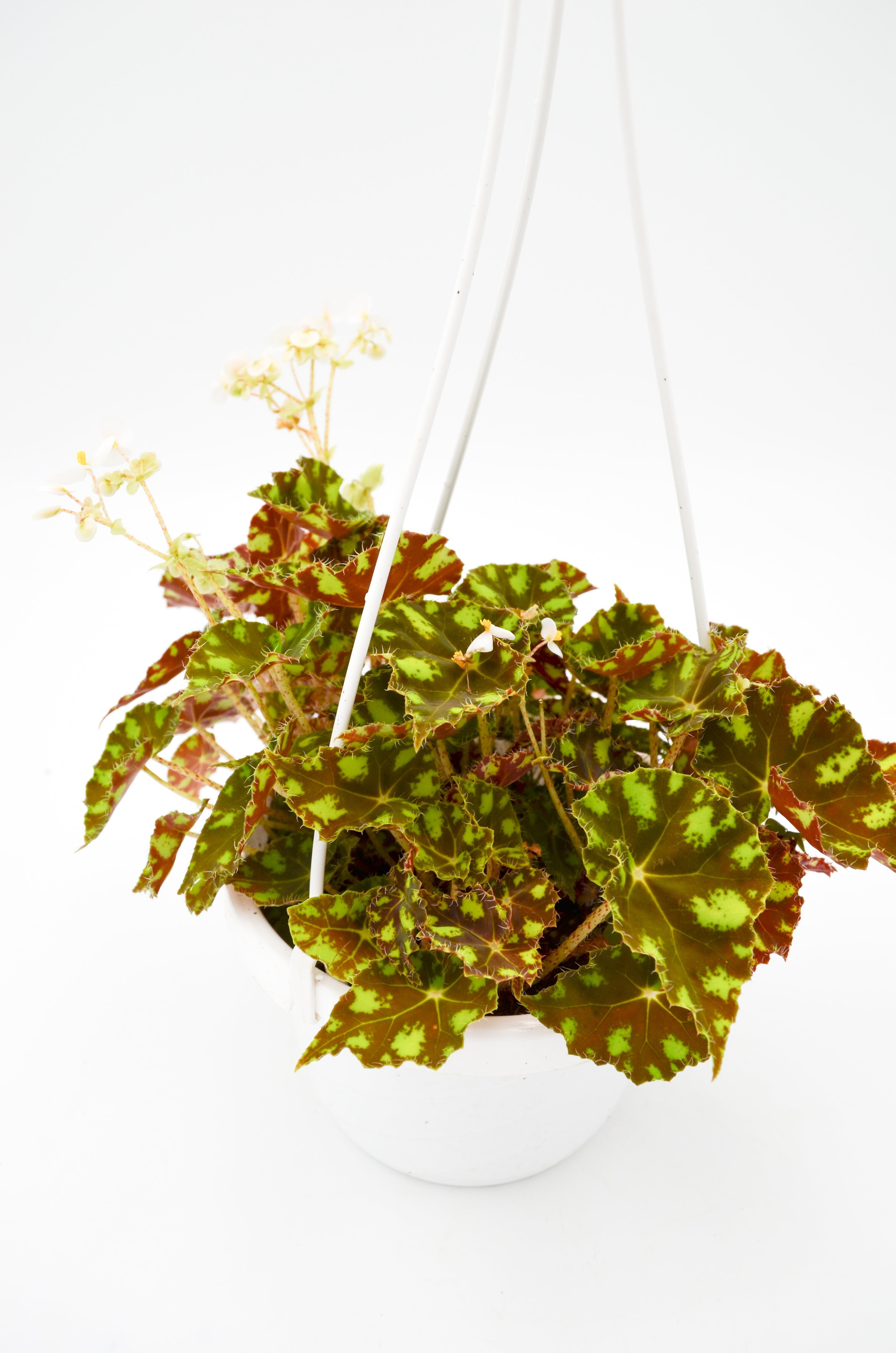 Tiger Kitten Begonia (Bowerae)