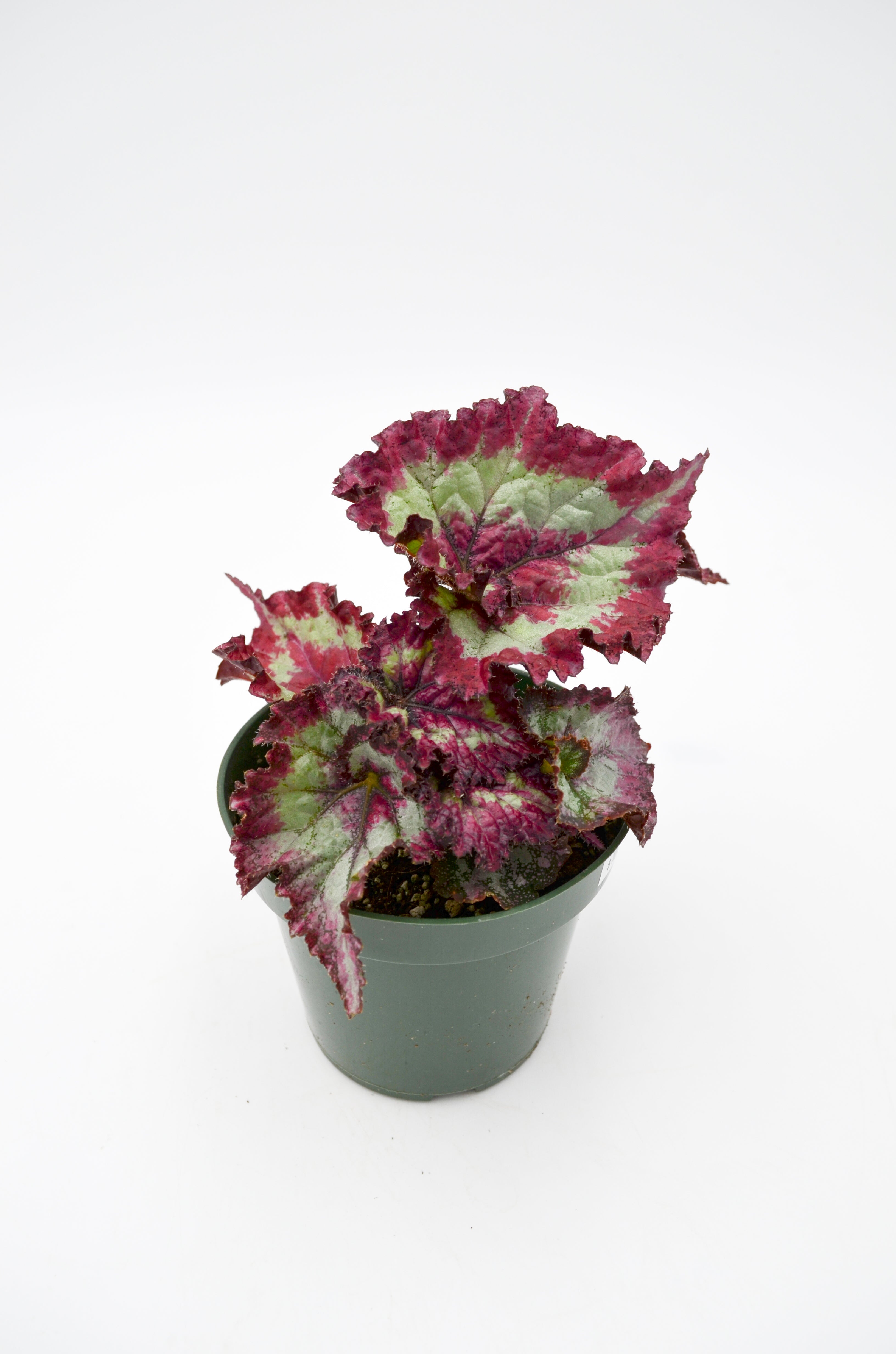 Rex Begonia Hybrid "Red Escargot"