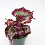 Rex Begonia Hybrid "Red Escargot"