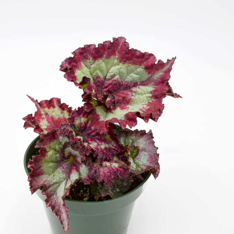 Rex Begonia Hybrid "Red Escargot"