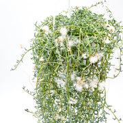 String of Dolphins (Senecio peregrinus)