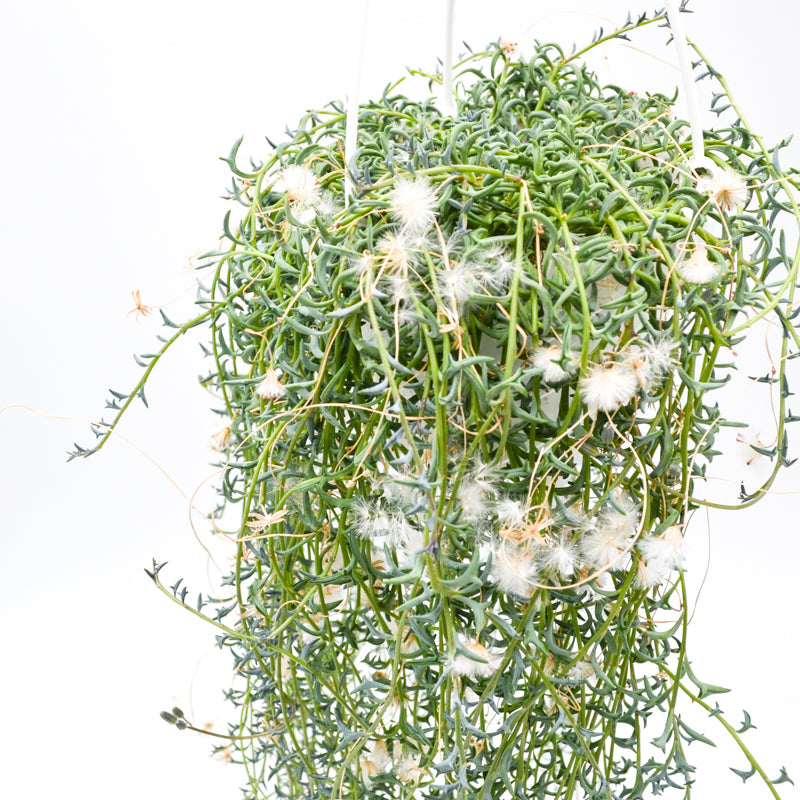 String of Dolphins (Senecio peregrinus)