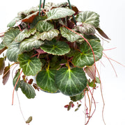 Strawberry Saxifrage (Saxifraga stolonifera)