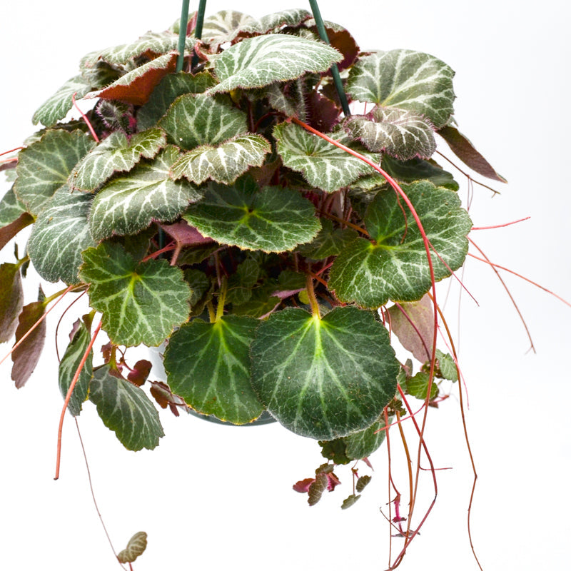 Strawberry Saxifrage (Saxifraga stolonifera)