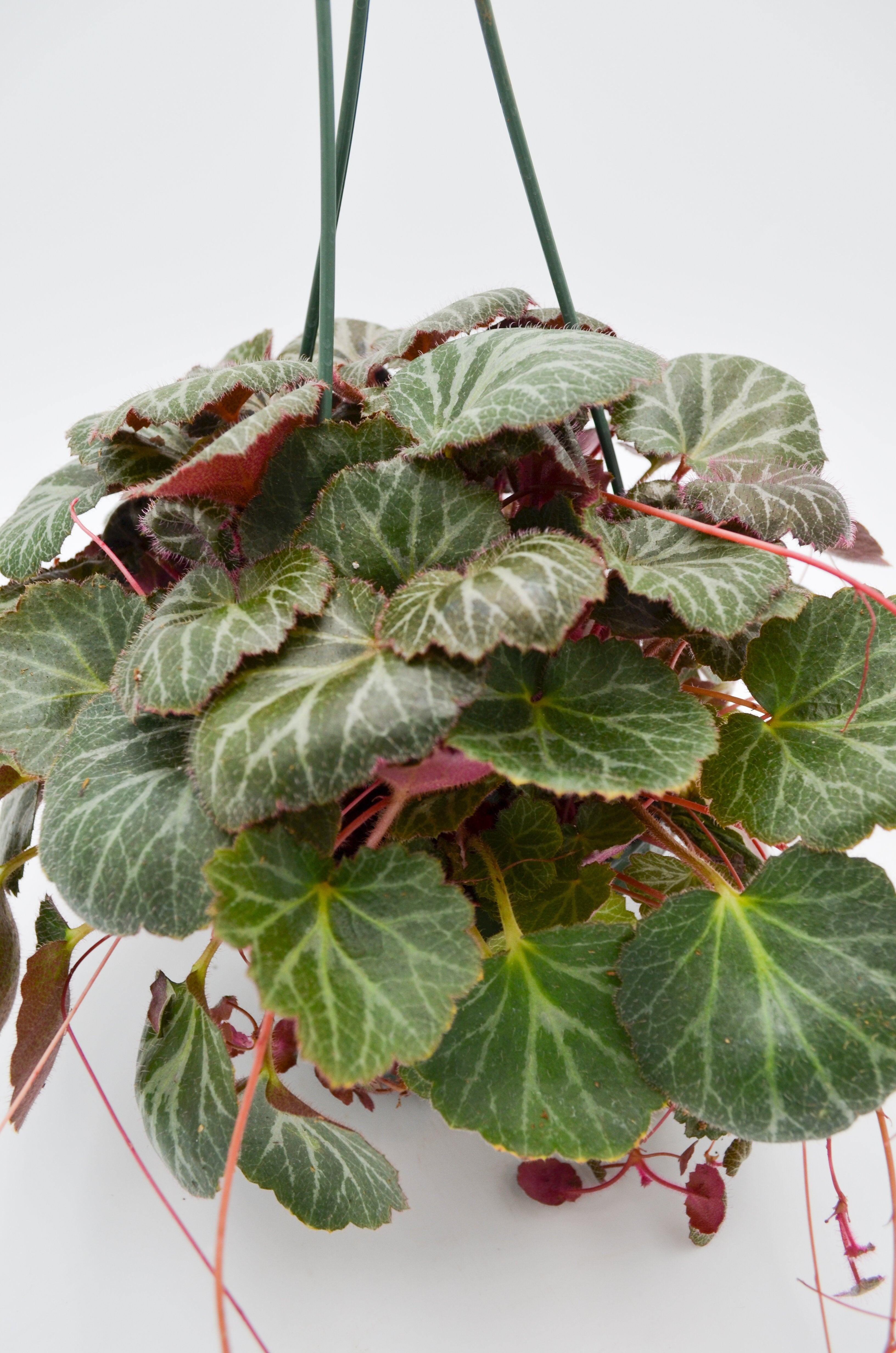 Strawberry Saxifrage (Saxifraga stolonifera)