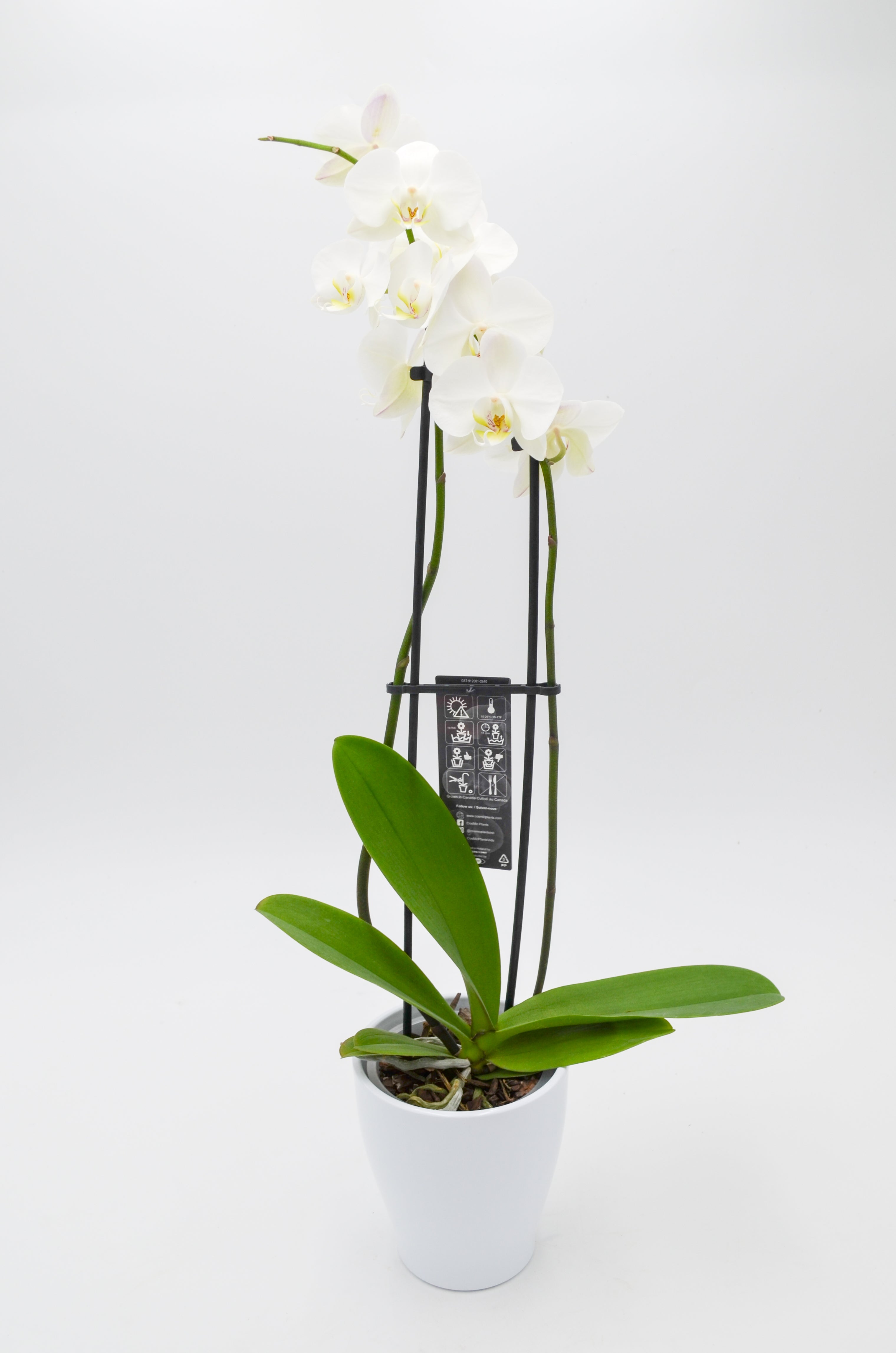 Orchid (Phalaenopsis)