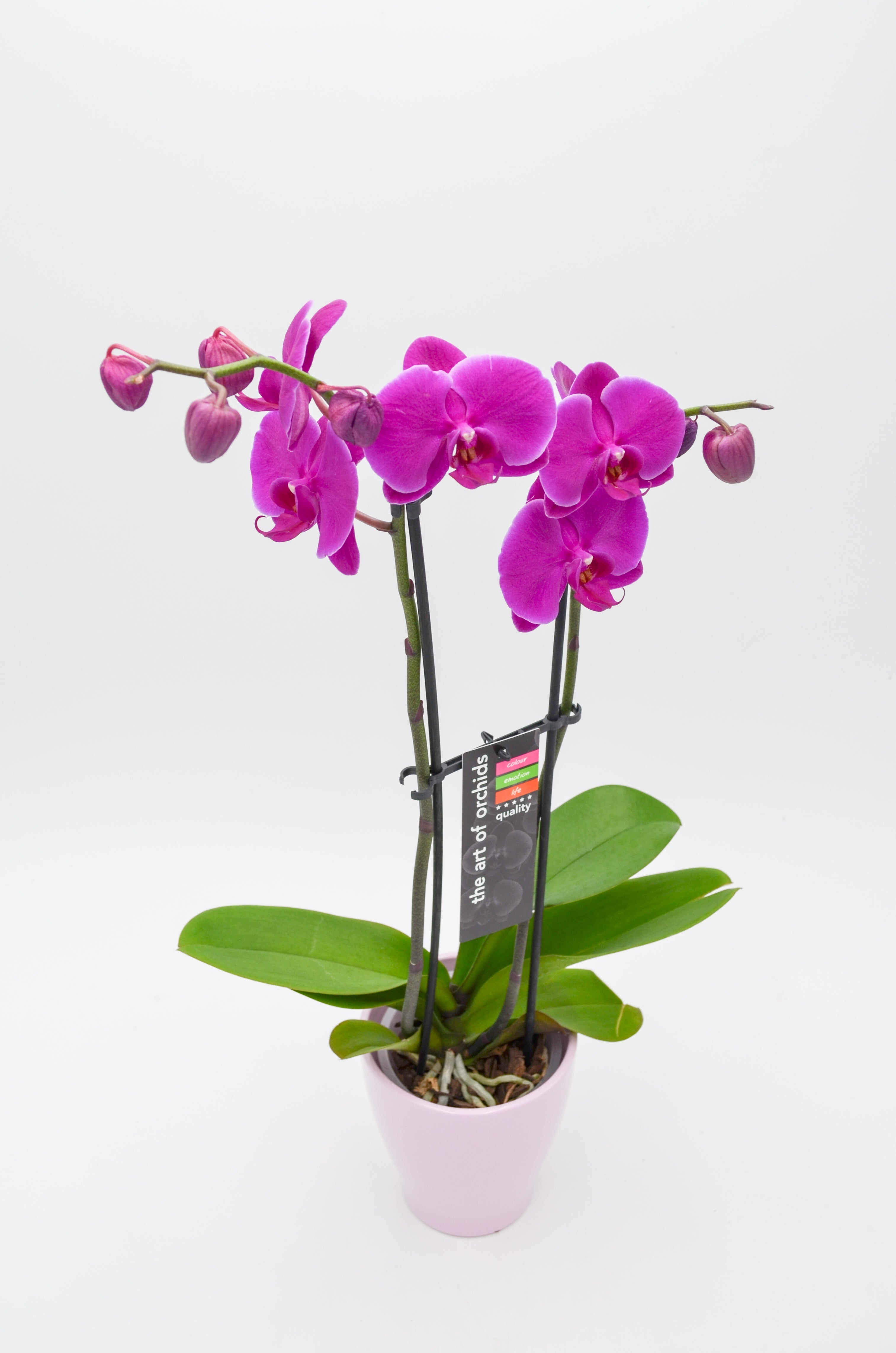 Orchid (Phalaenopsis)