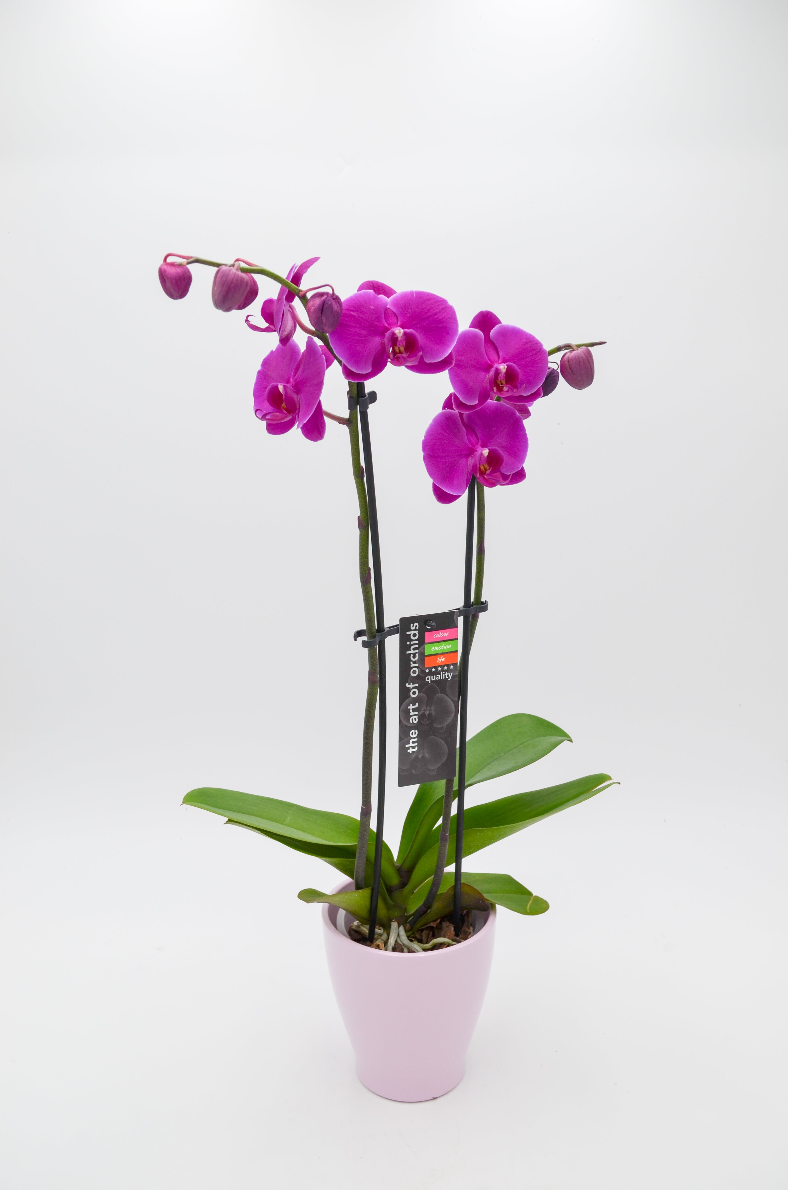 Orchid (Phalaenopsis)