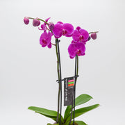 Orchid (Phalaenopsis)