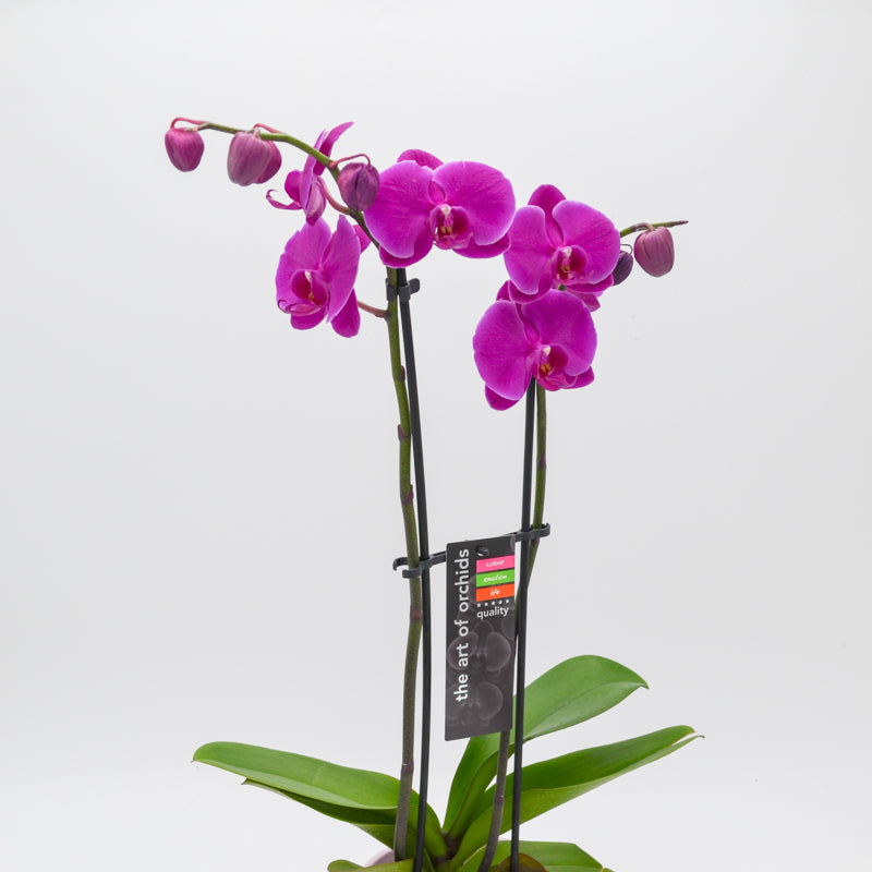 Orchid (Phalaenopsis)
