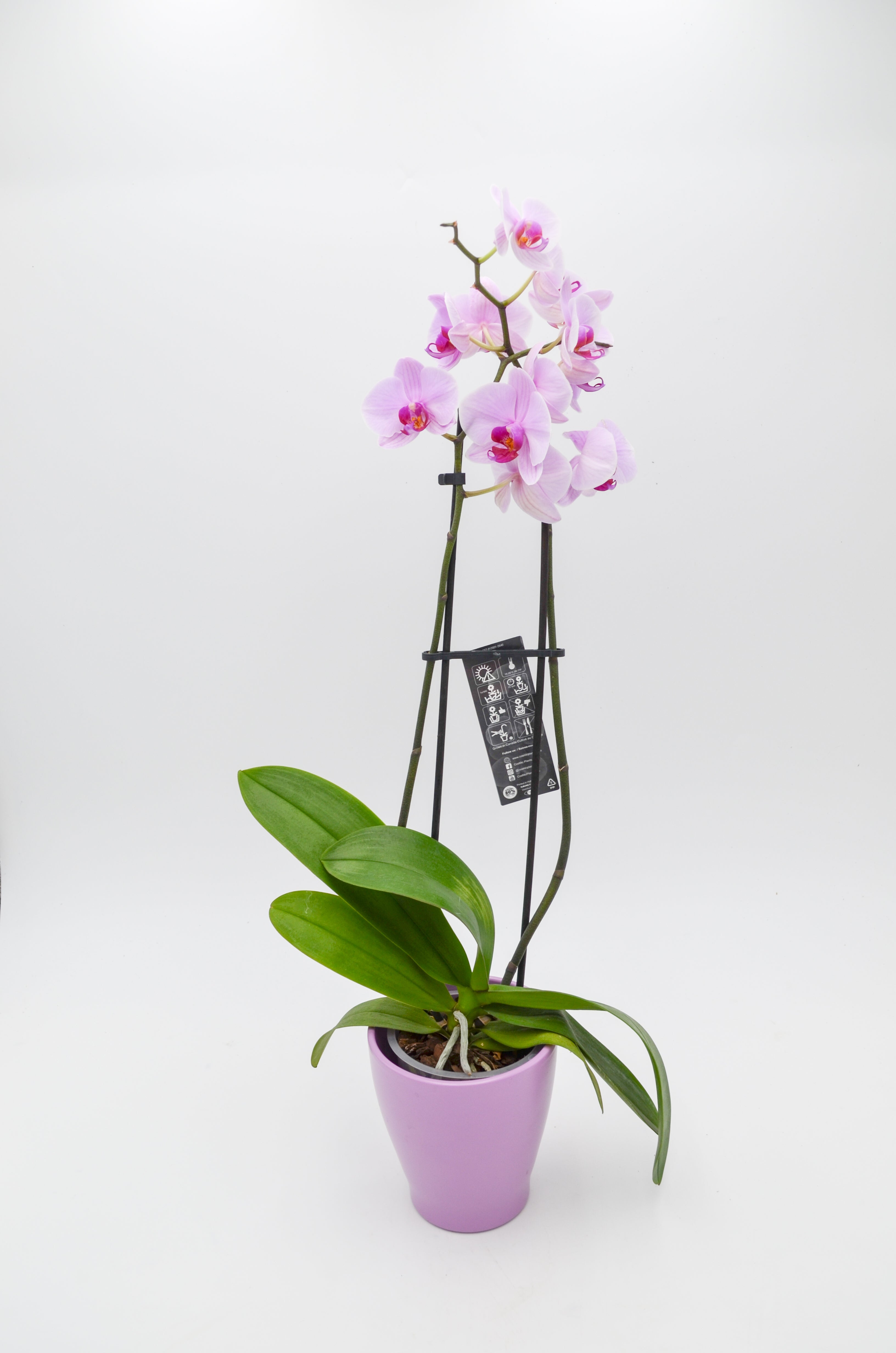 Orchid (Phalaenopsis)