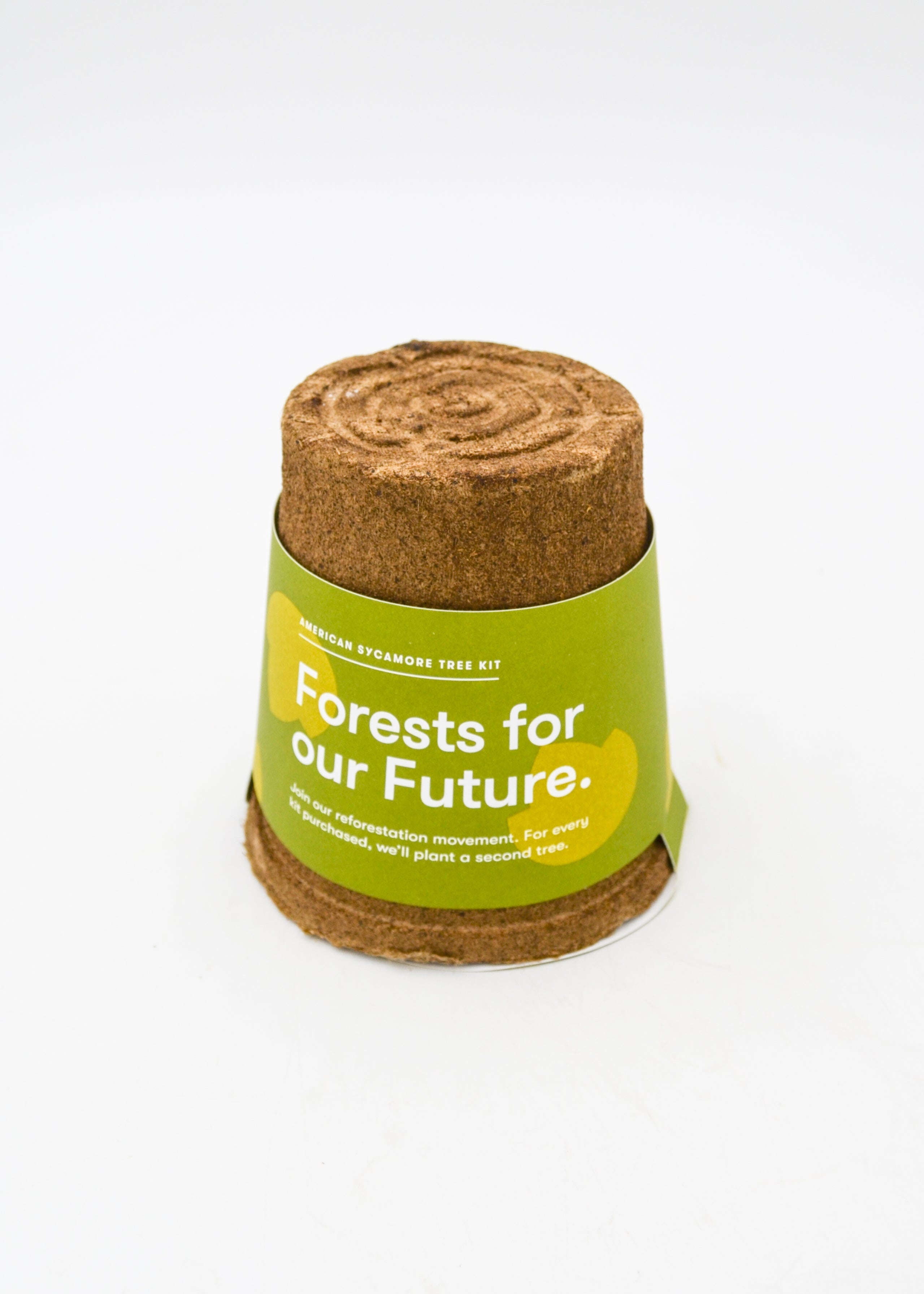American Sycamore Tree Kit: Forests For Our Future
