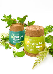American Sycamore Tree Kit: Forests For Our Future