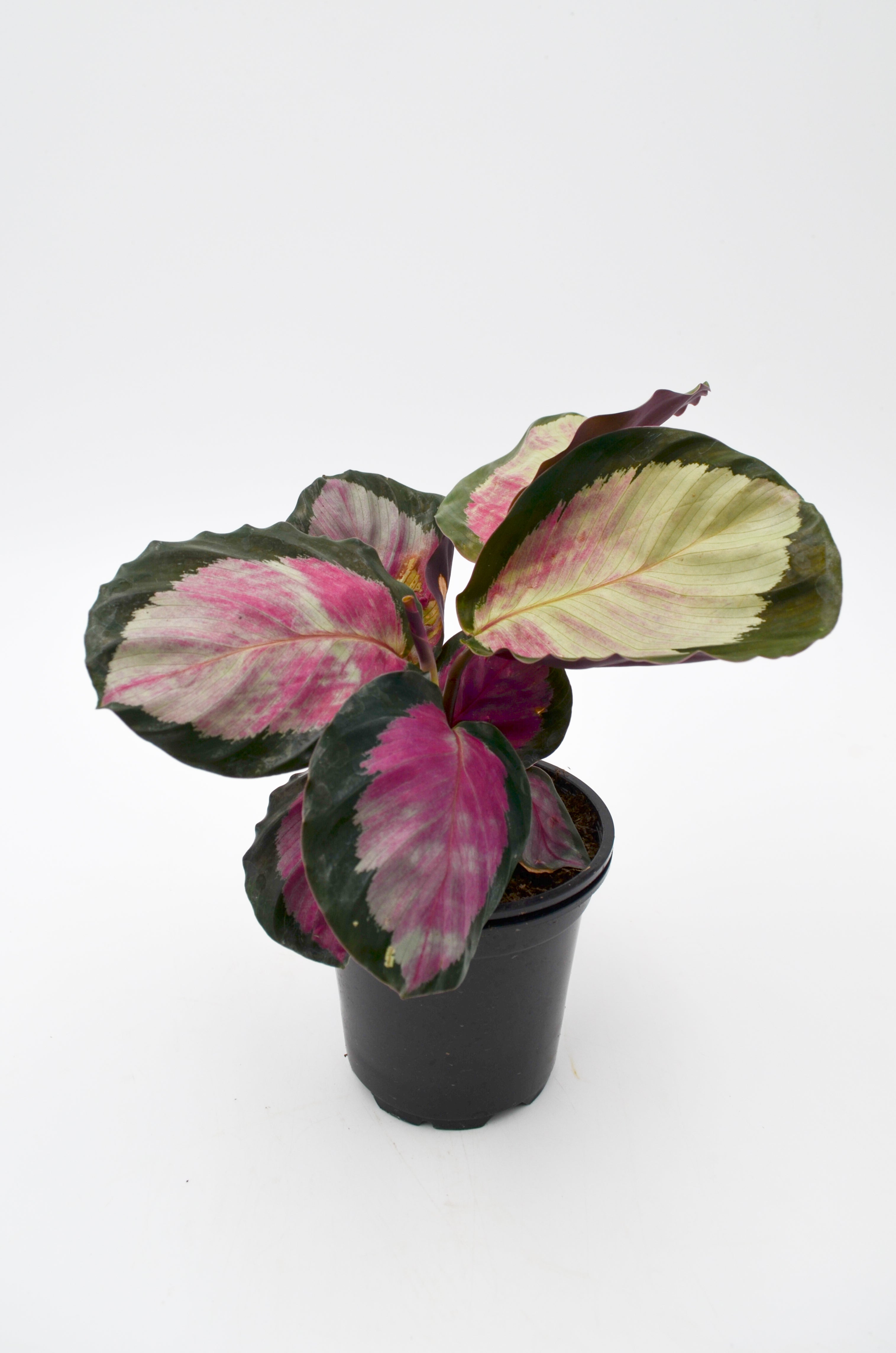 Calathea "Pink Star" (Calathea roseopicta)