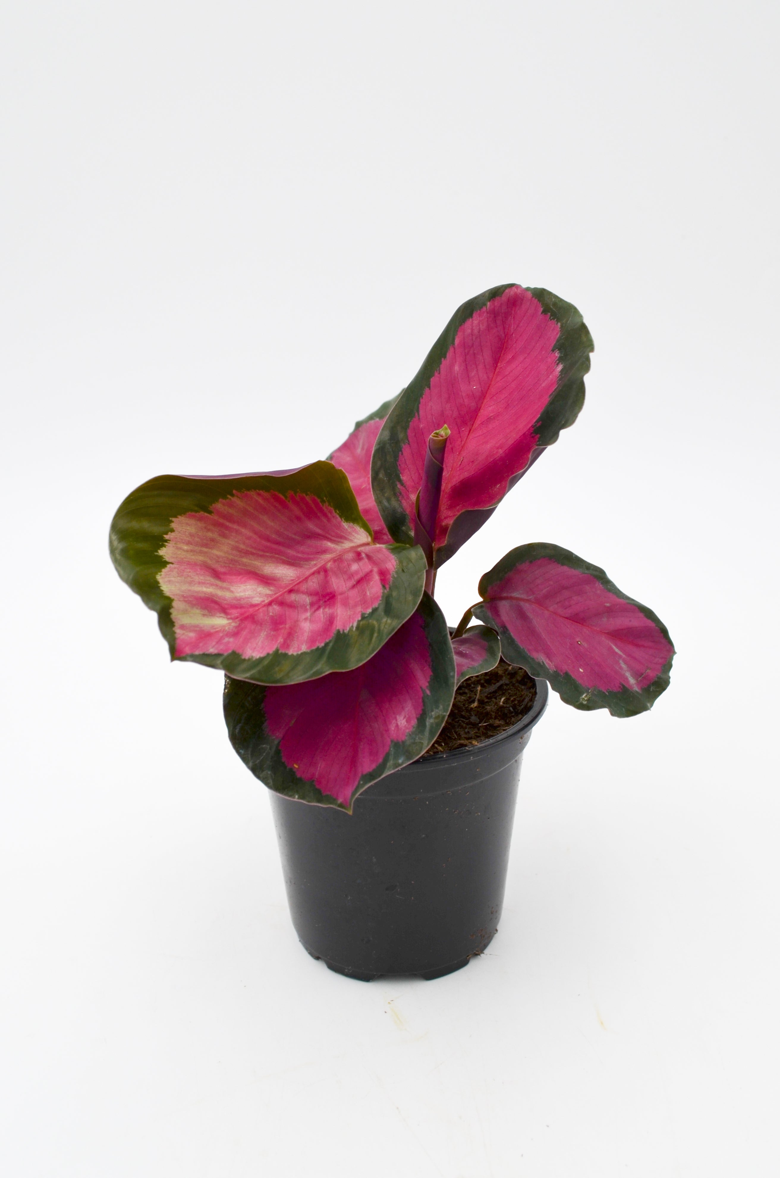 Calathea "Pink Star" (Calathea roseopicta)