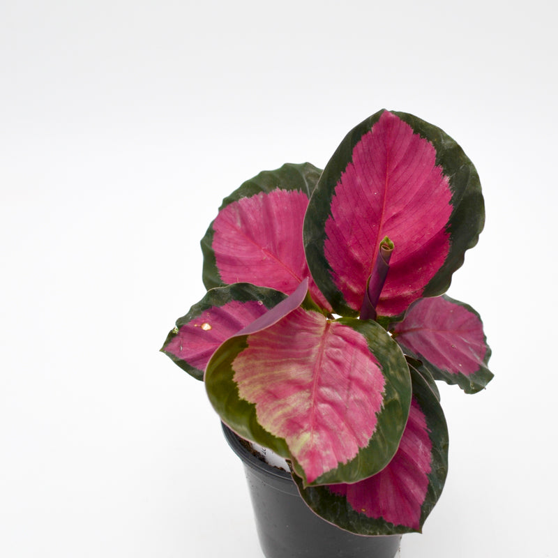 Calathea "Pink Star" (Calathea roseopicta)