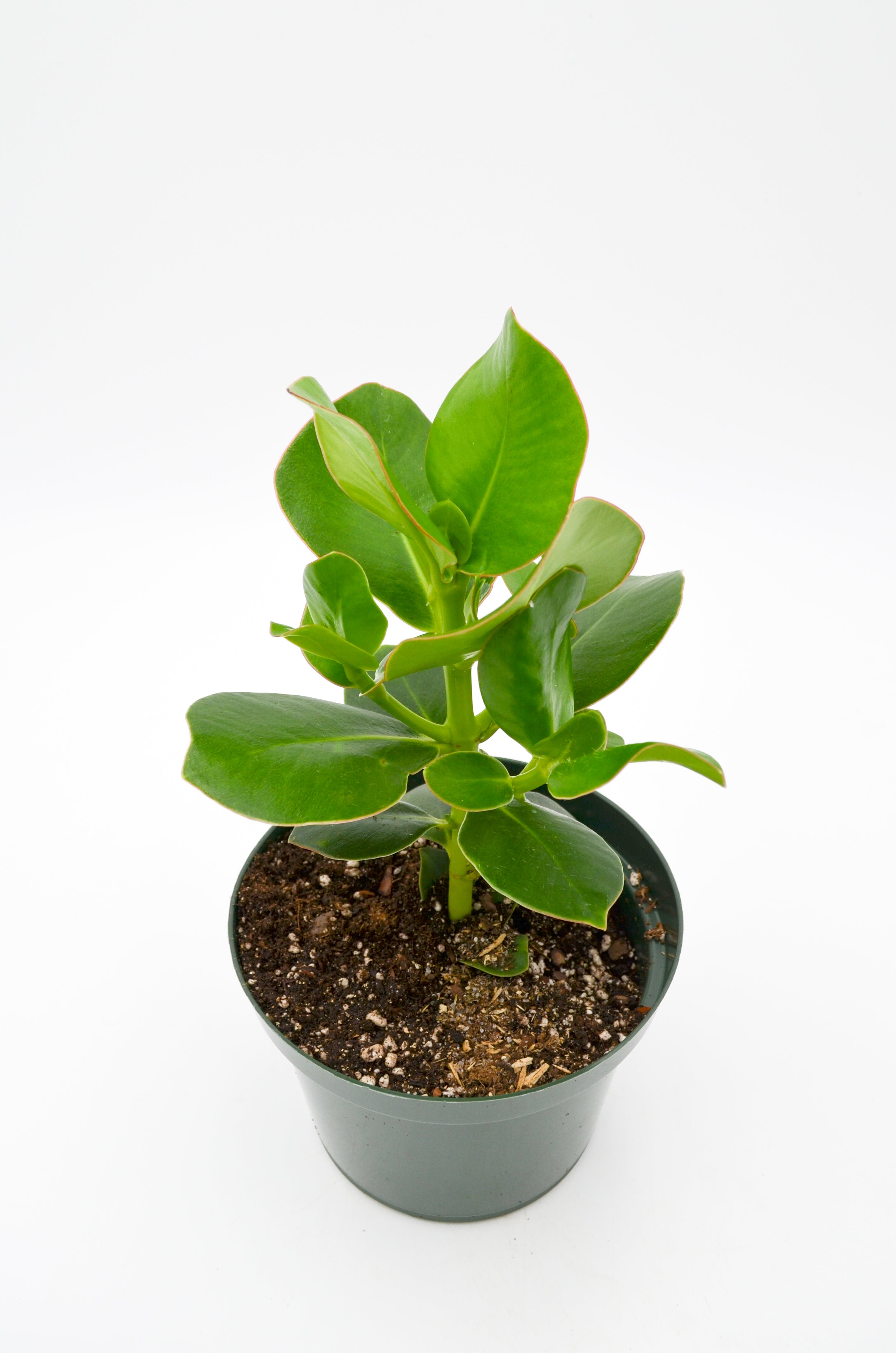Kalanchoe carnea
