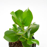 Kalanchoe carnea