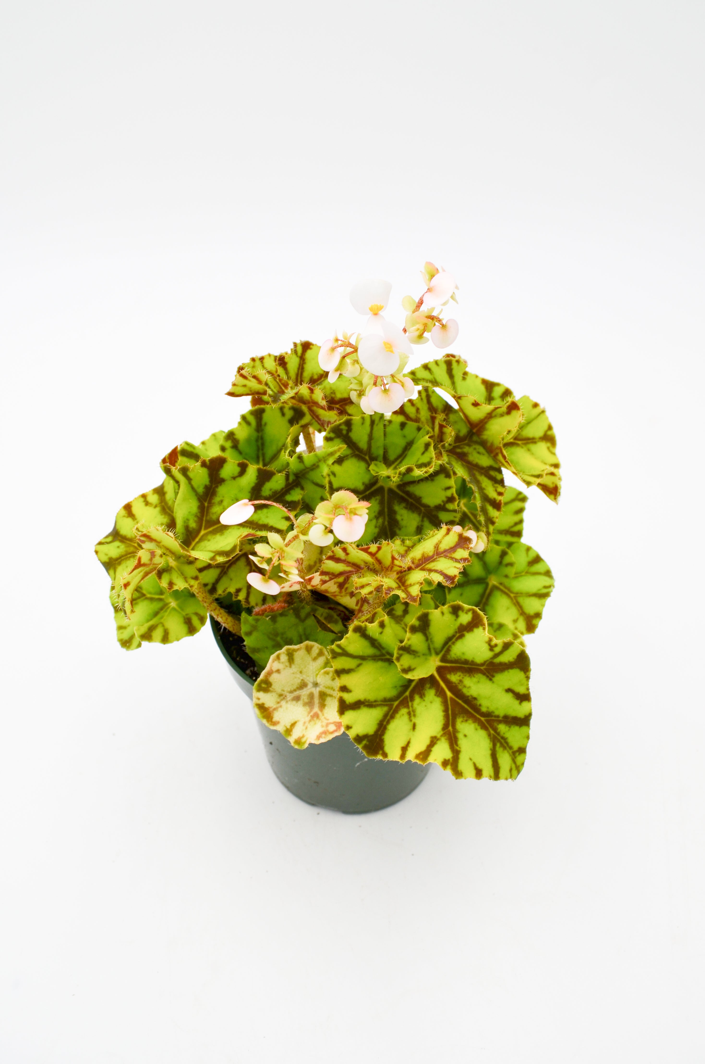 Tiger Kitten Begonia (Bowerae)