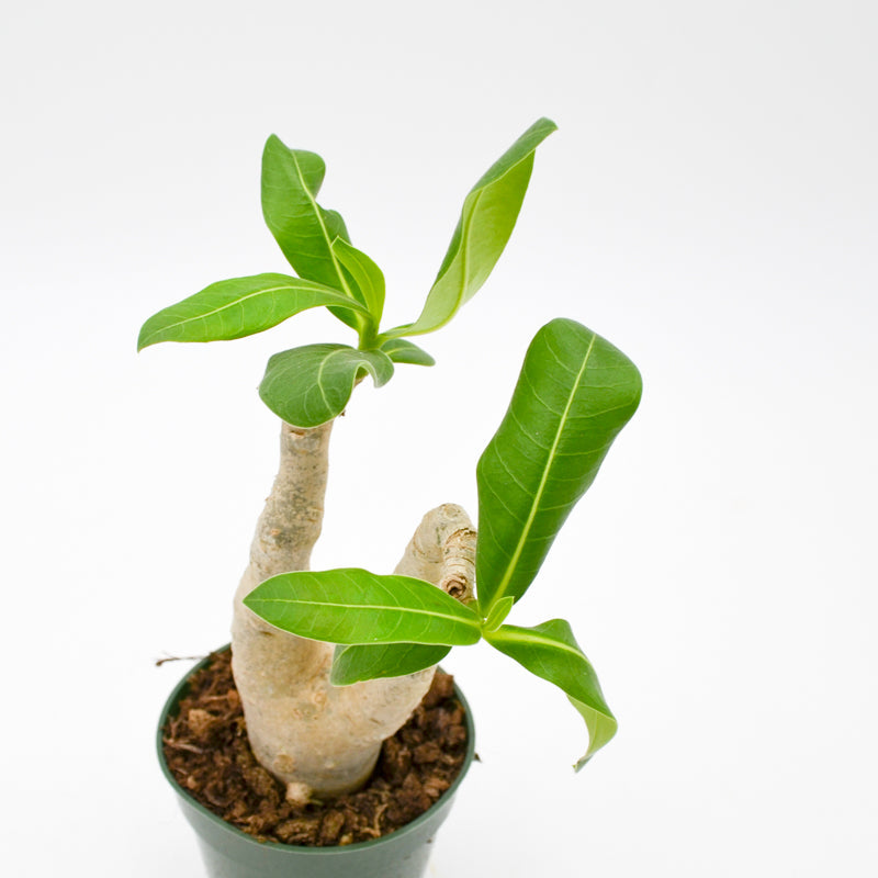 Desert Rose