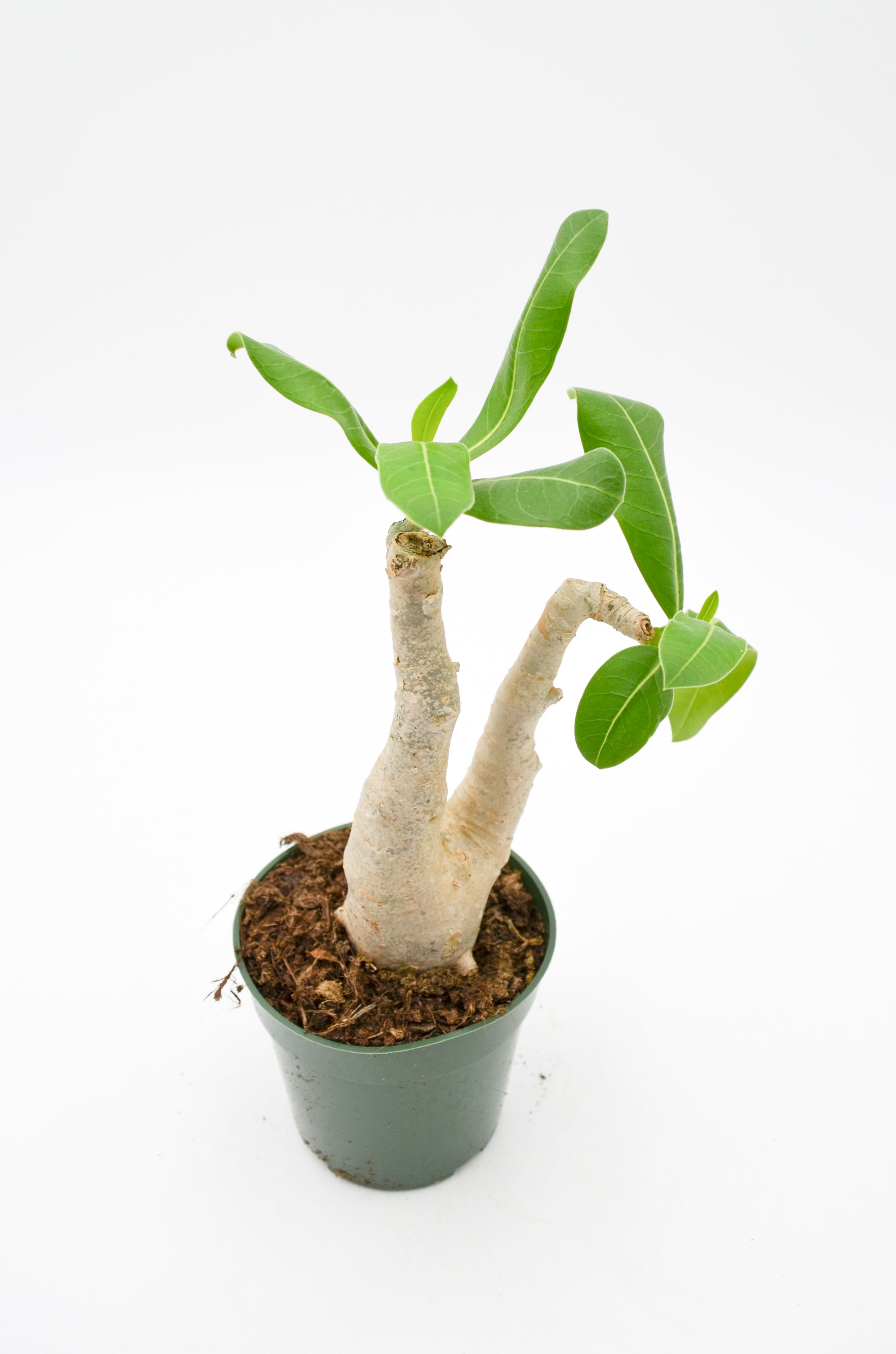 Desert Rose
