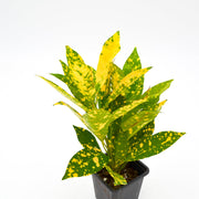 Gold Dust Croton (Codiaeum variegatum)