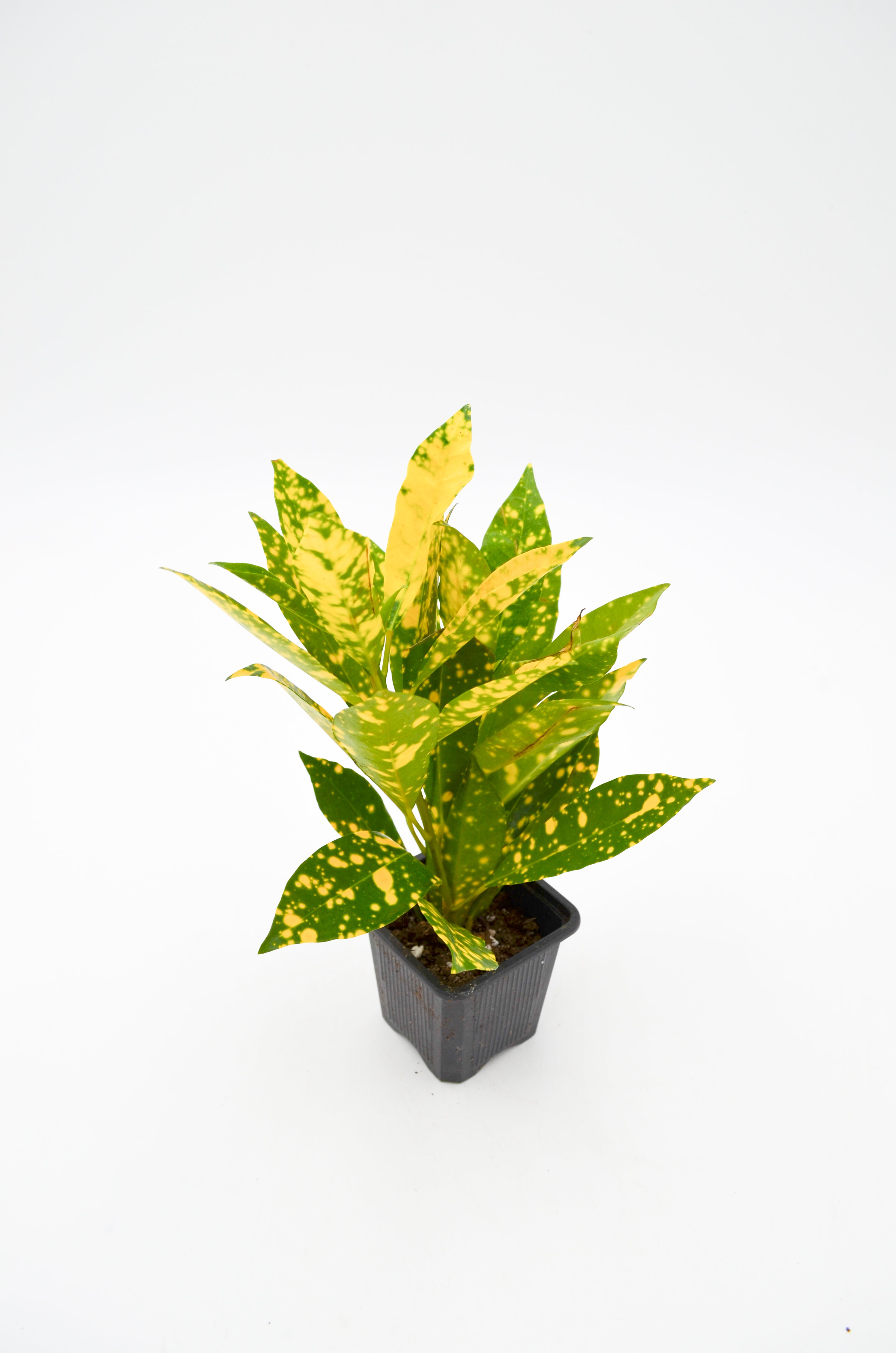 Gold Dust Croton (Codiaeum variegatum)