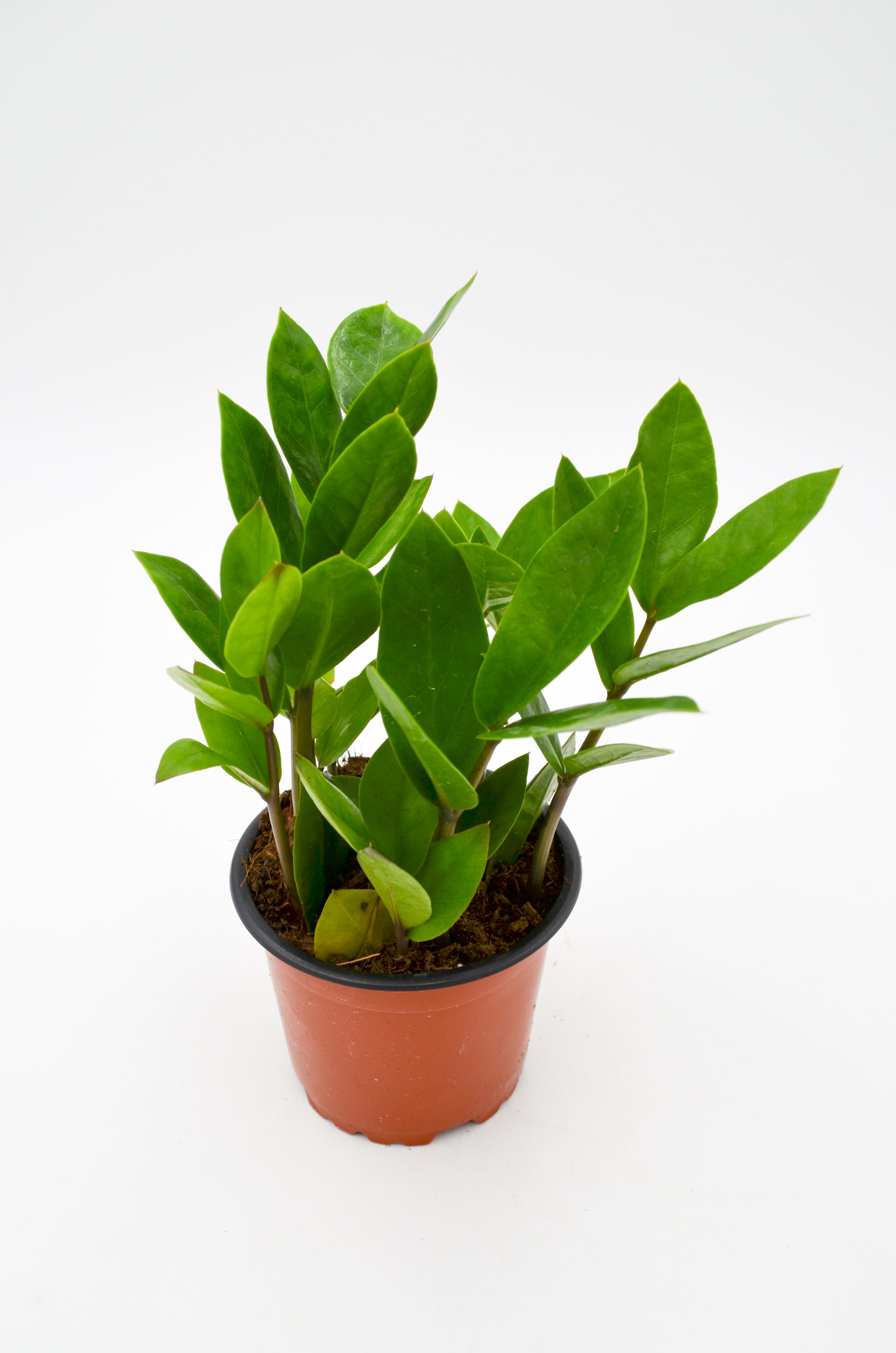 ZZ Plant Zamioculcas Zamiifolia