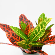 Croton (Codiaeum variegatum)