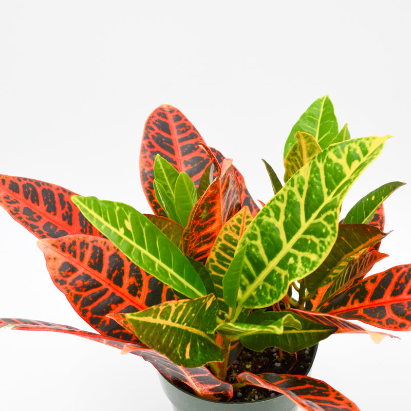 Croton (Codiaeum variegatum)