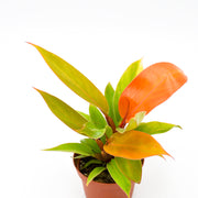 Philodendron "Prince of Orange" Hybrid