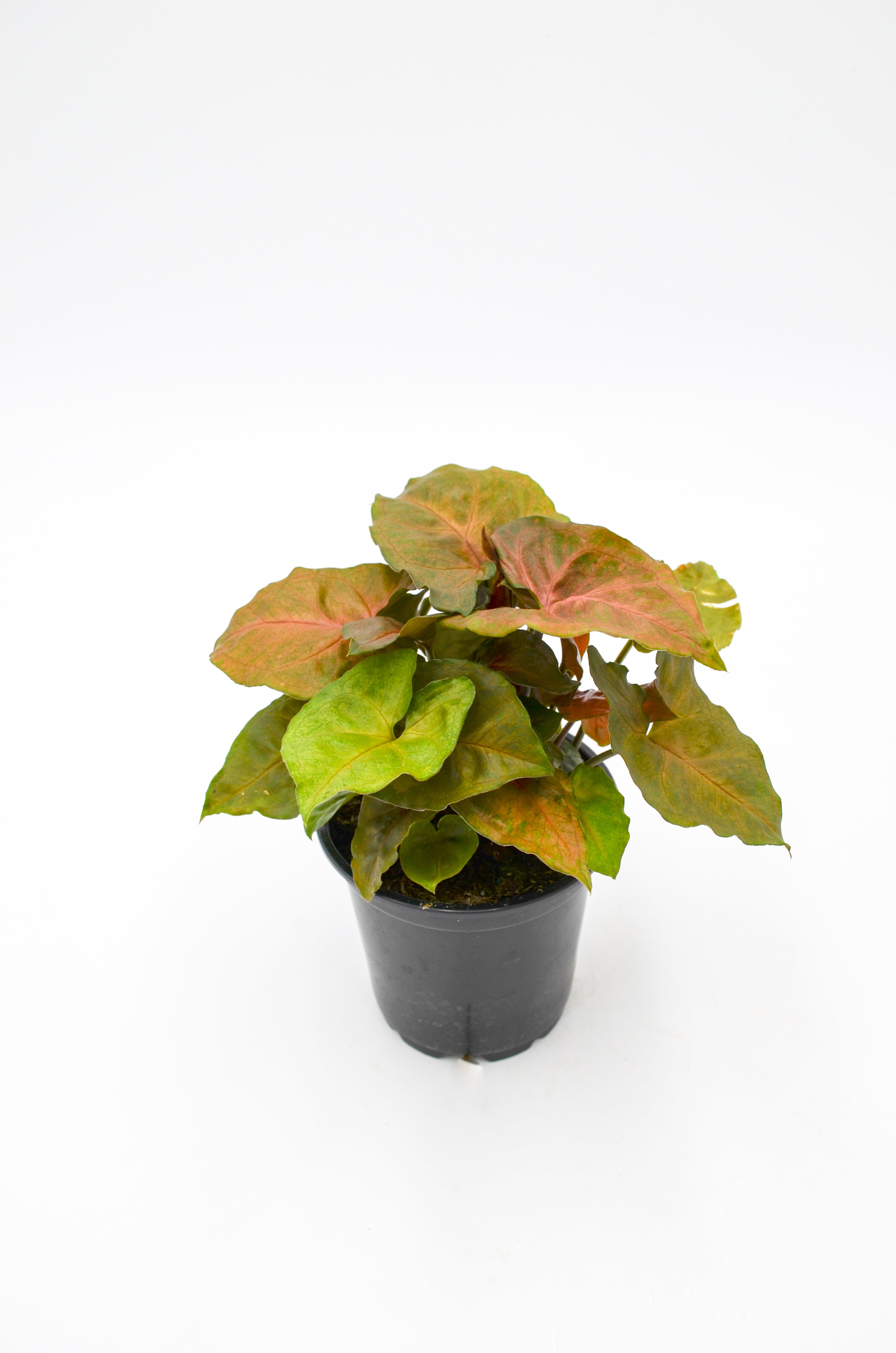 Arrowhead Vine, Pink (Syngonium 'Neon Robusta')