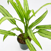 Chinese Evergreen "Cutlass" (Aglaonema)