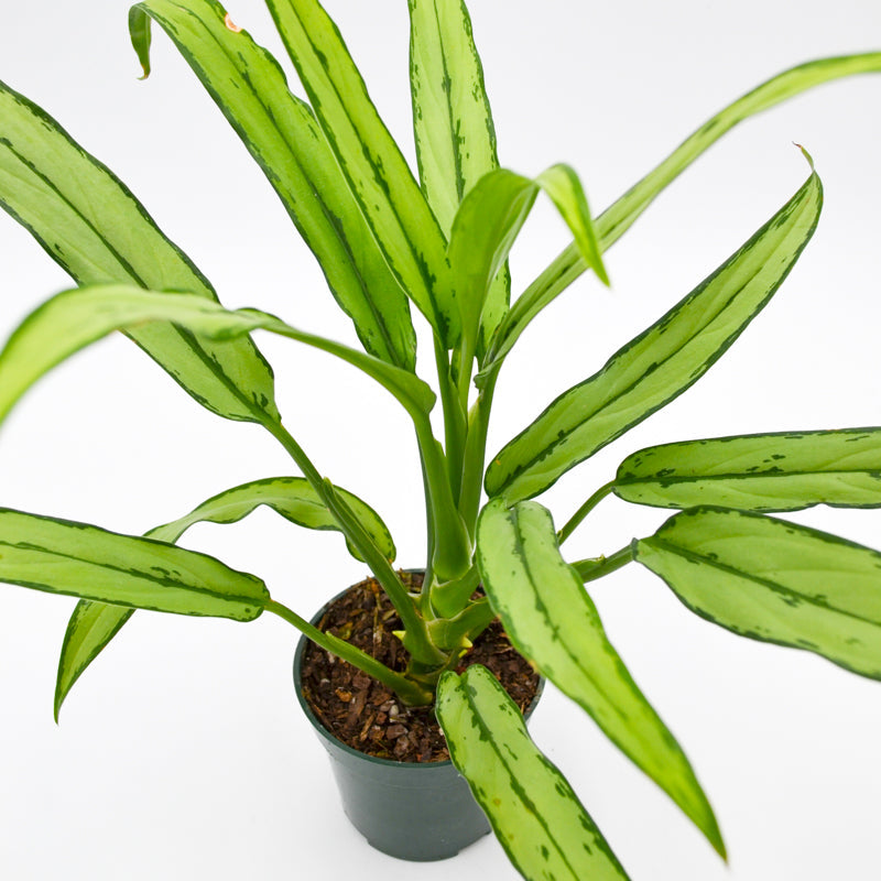 Chinese Evergreen "Cutlass" (Aglaonema)