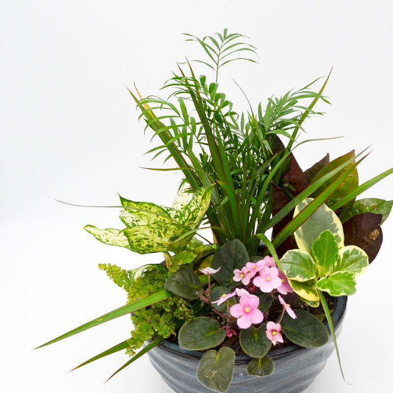 Ceramic Dish Garden, Holiday