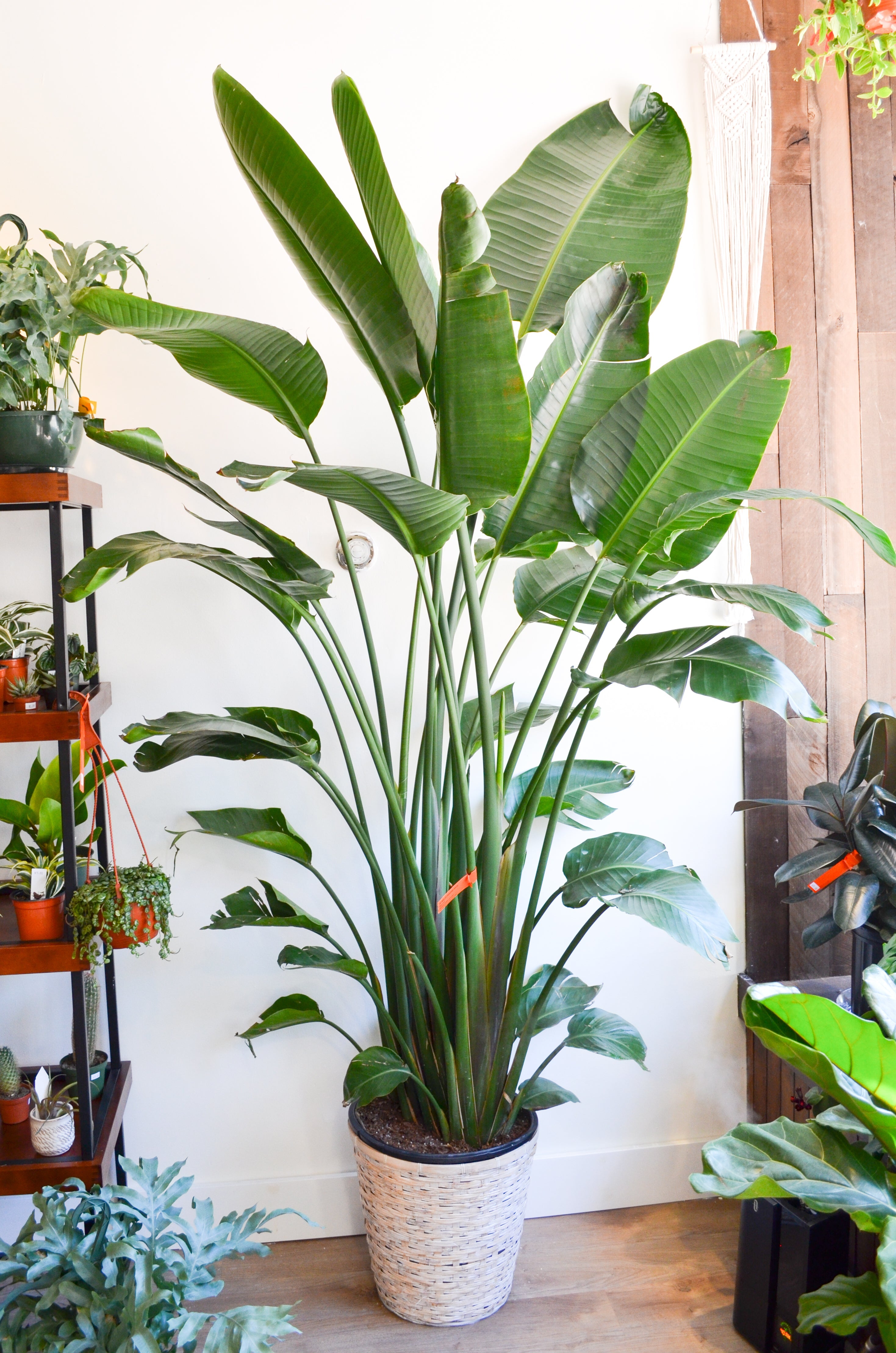 Bird of Paradise (Strelitzia)