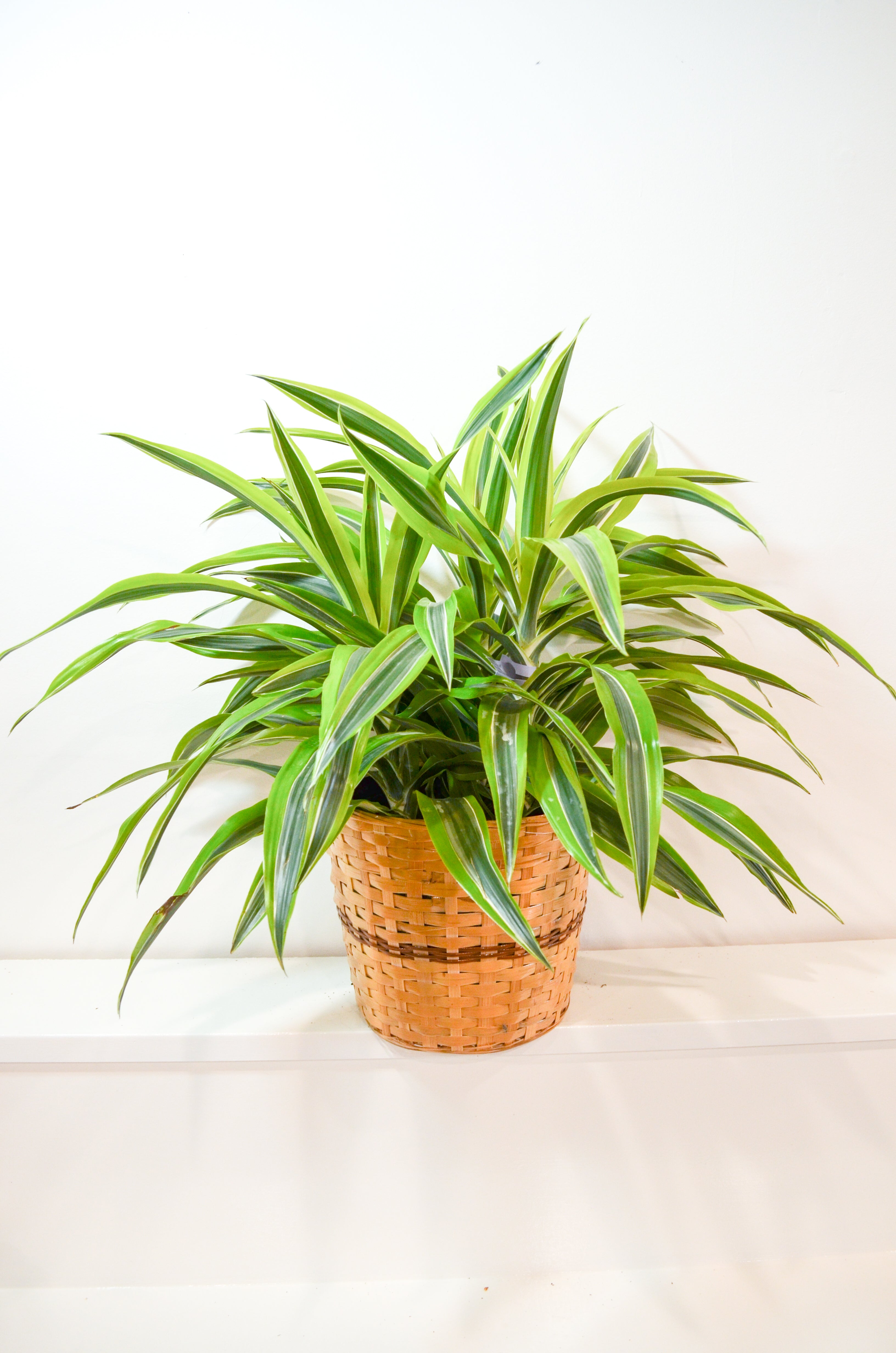 Dracaena  Dragon Lemon Surprise